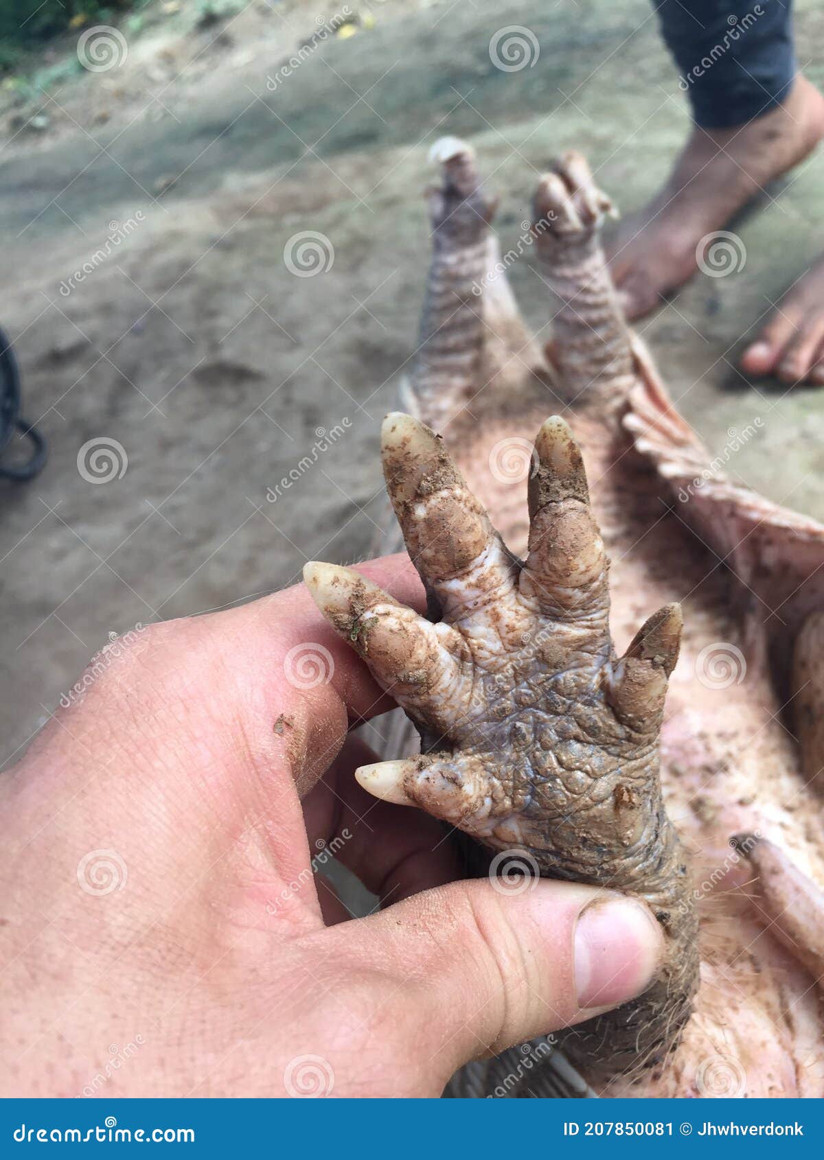 The Foot of a Dead Armadillo, Which Has Been Dug Out His Hole for