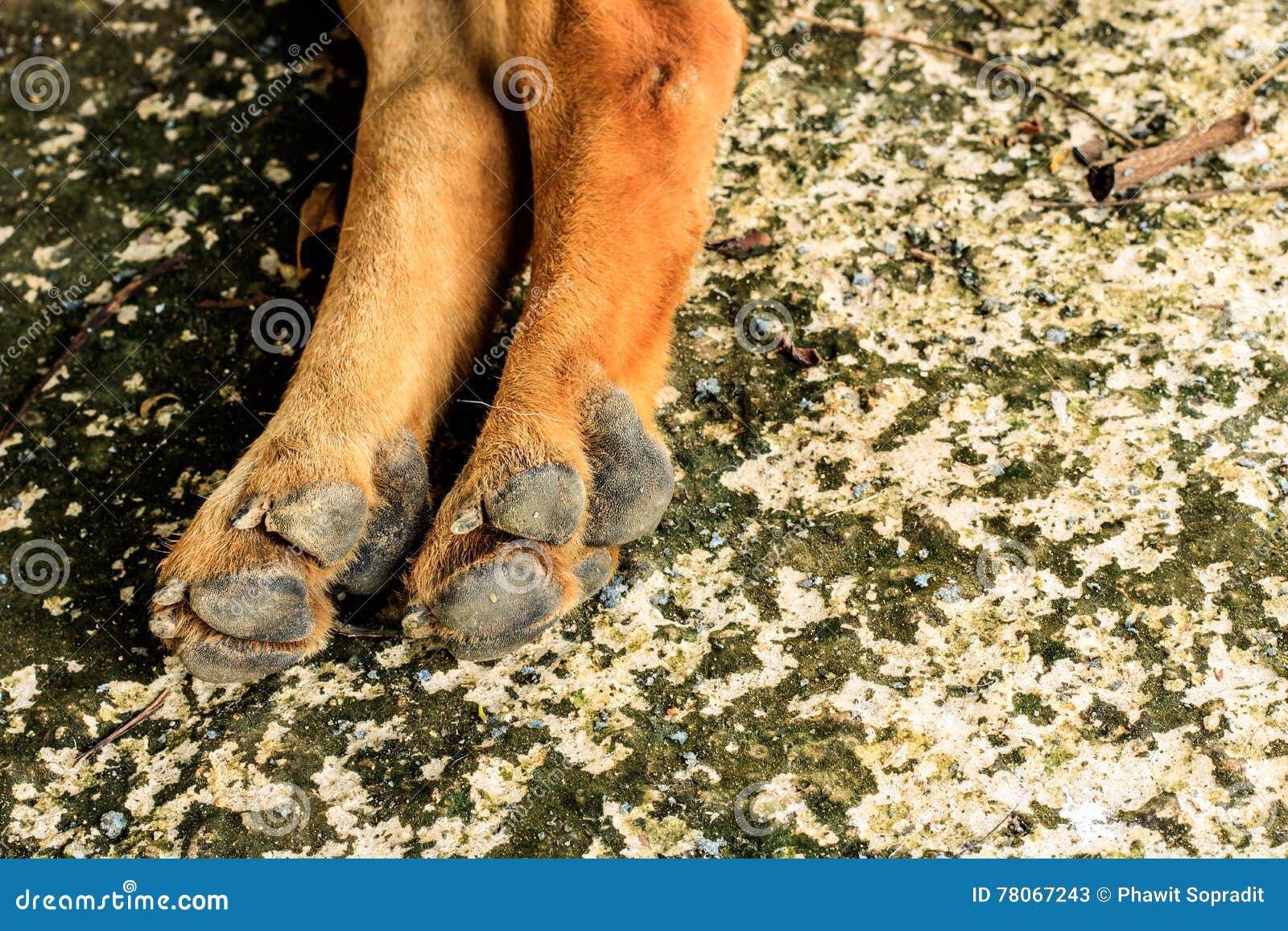 Foot dog on cement stock image. Image of detail, animal 78067243