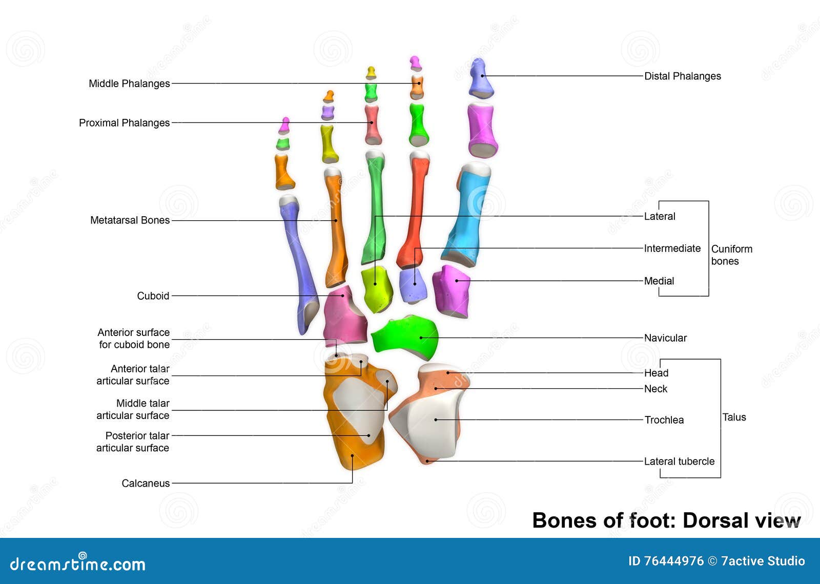 Foot Dorsal view stock photo. Image of lunate, anatomy - 76444976