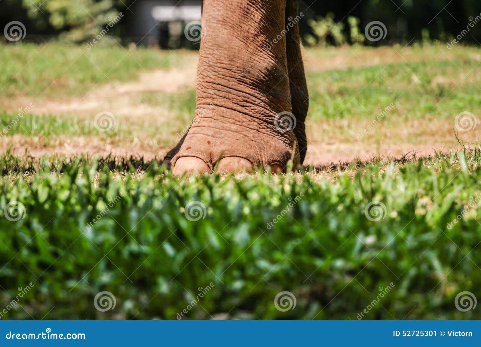 Foot of an elephant stock image. Image of animal, body 52725301