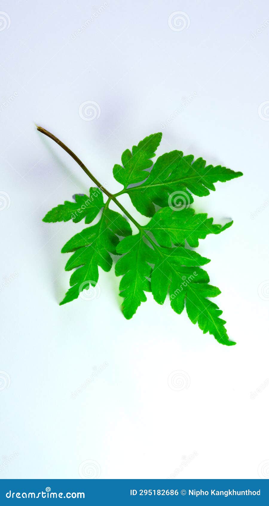foot fern, plantae, pteridophyta, green, colorful, clear, on white background, 