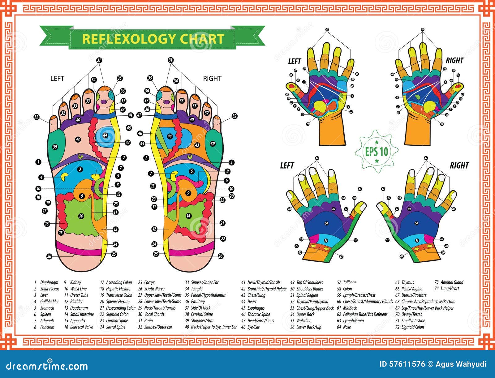 Foot and hand reflexology chart