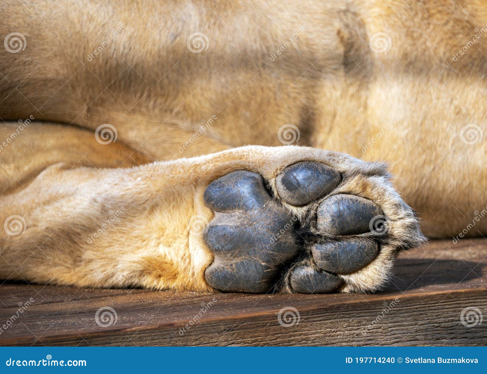 The Foot of the Lion`s Hind Paw the Background of the Animal`s Belly. Leo Rests Lying Down. Stock Photo - Image of feline, animal: 197714240