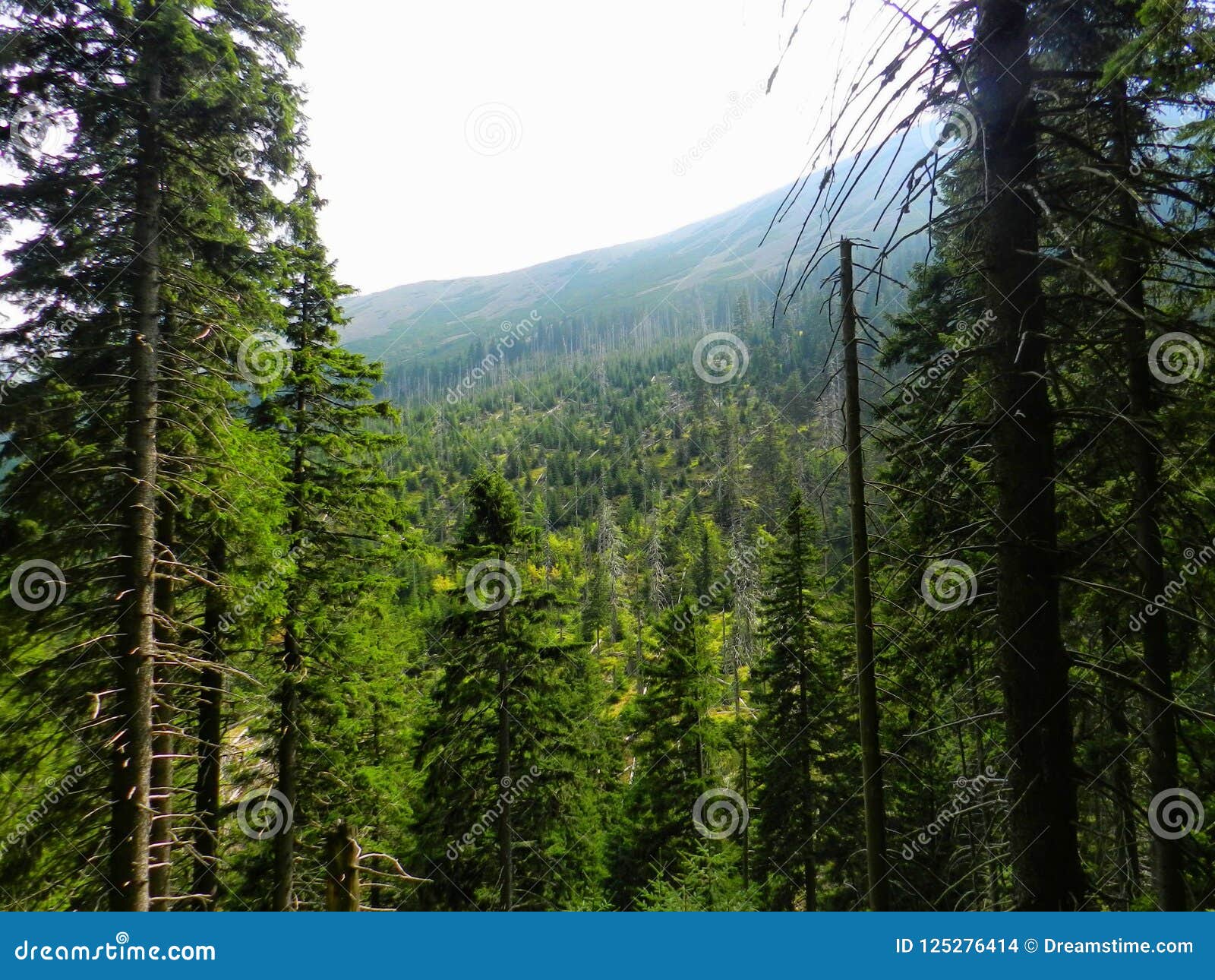 At the foot of a mountains stock photo. Image of youve 125276414