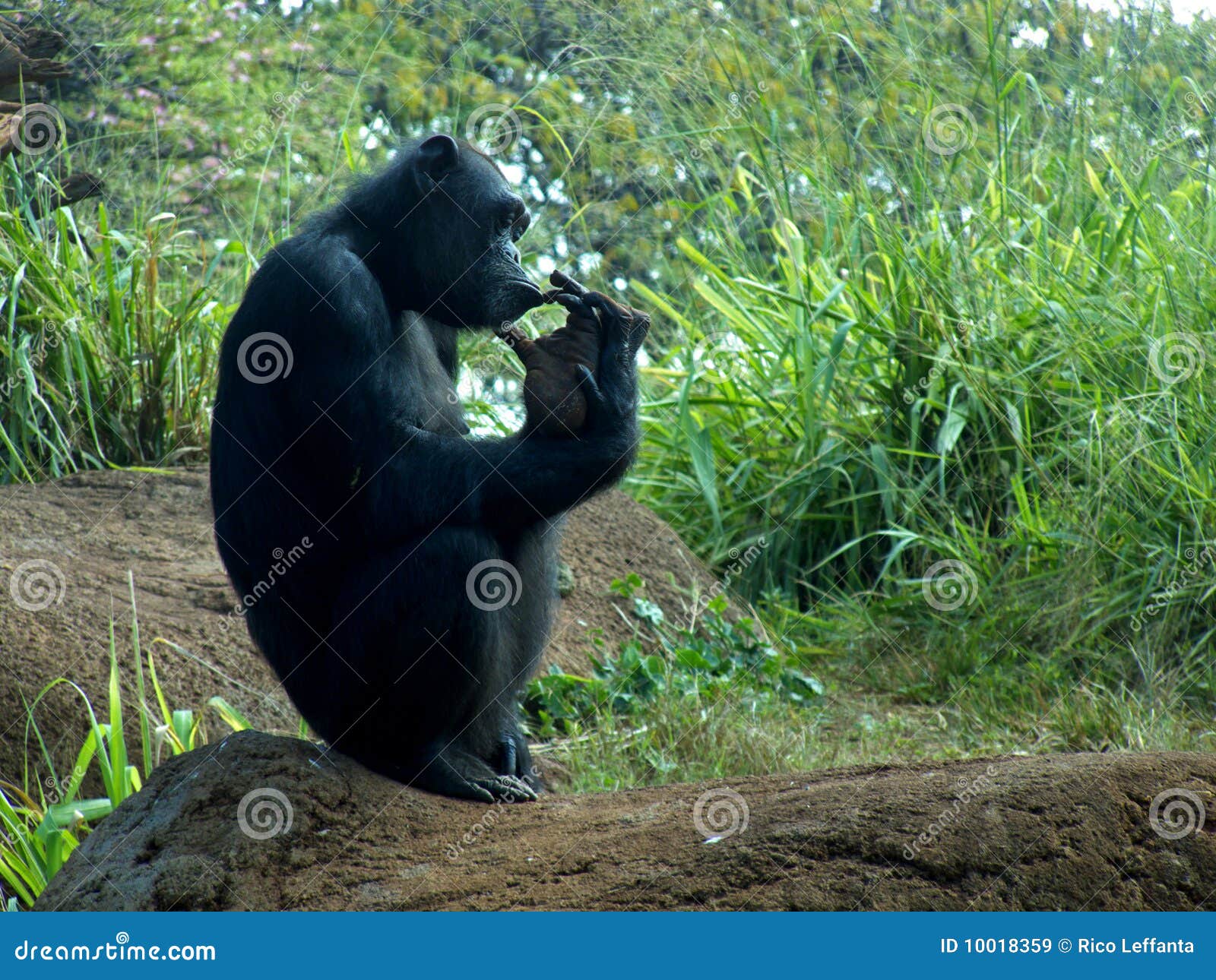 Foot In Mouth Royalty-Free Stock Photo | CartoonDealer.com #10018359