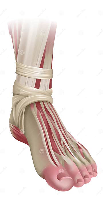 Foot Muscles Anatomy Medical Illustration Stock Vector Biology Diagrams
