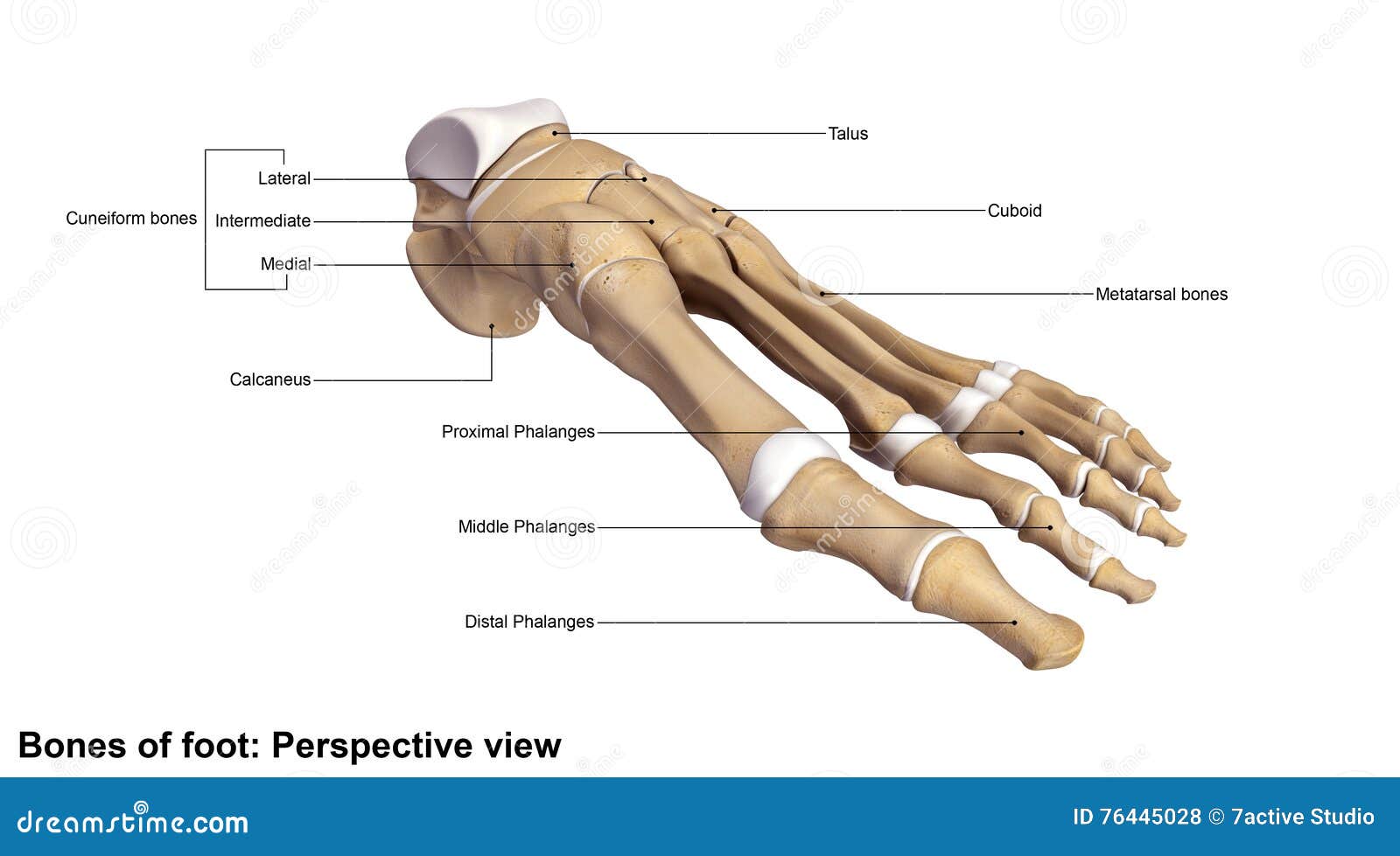 foot perspective view