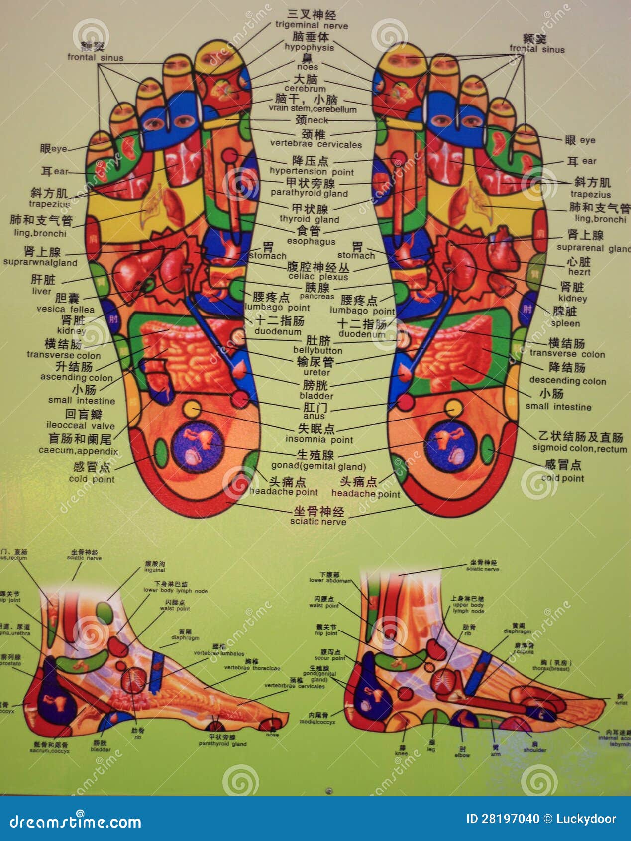 Chinese Foot Reflexology Chart