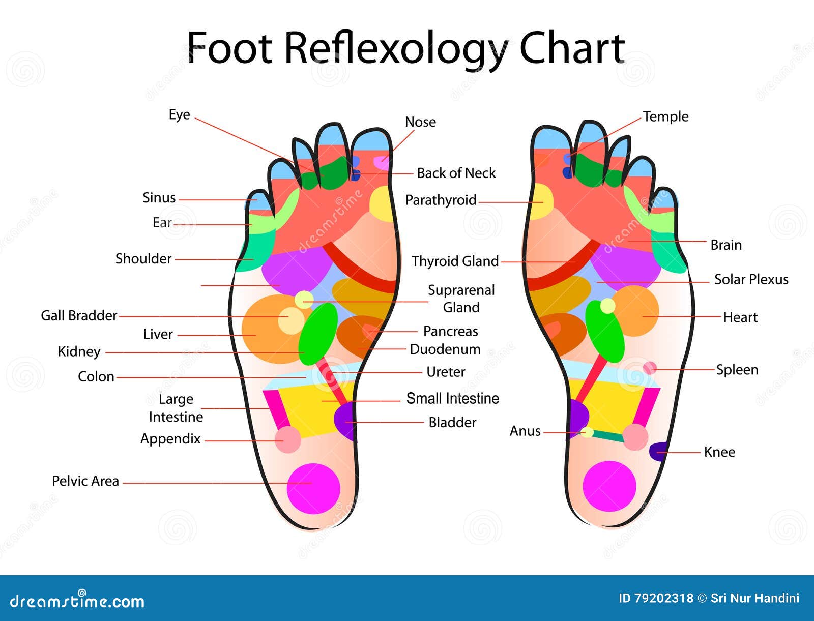 Foot reflexology chart stock vector. Illustration of accurate - 79202318