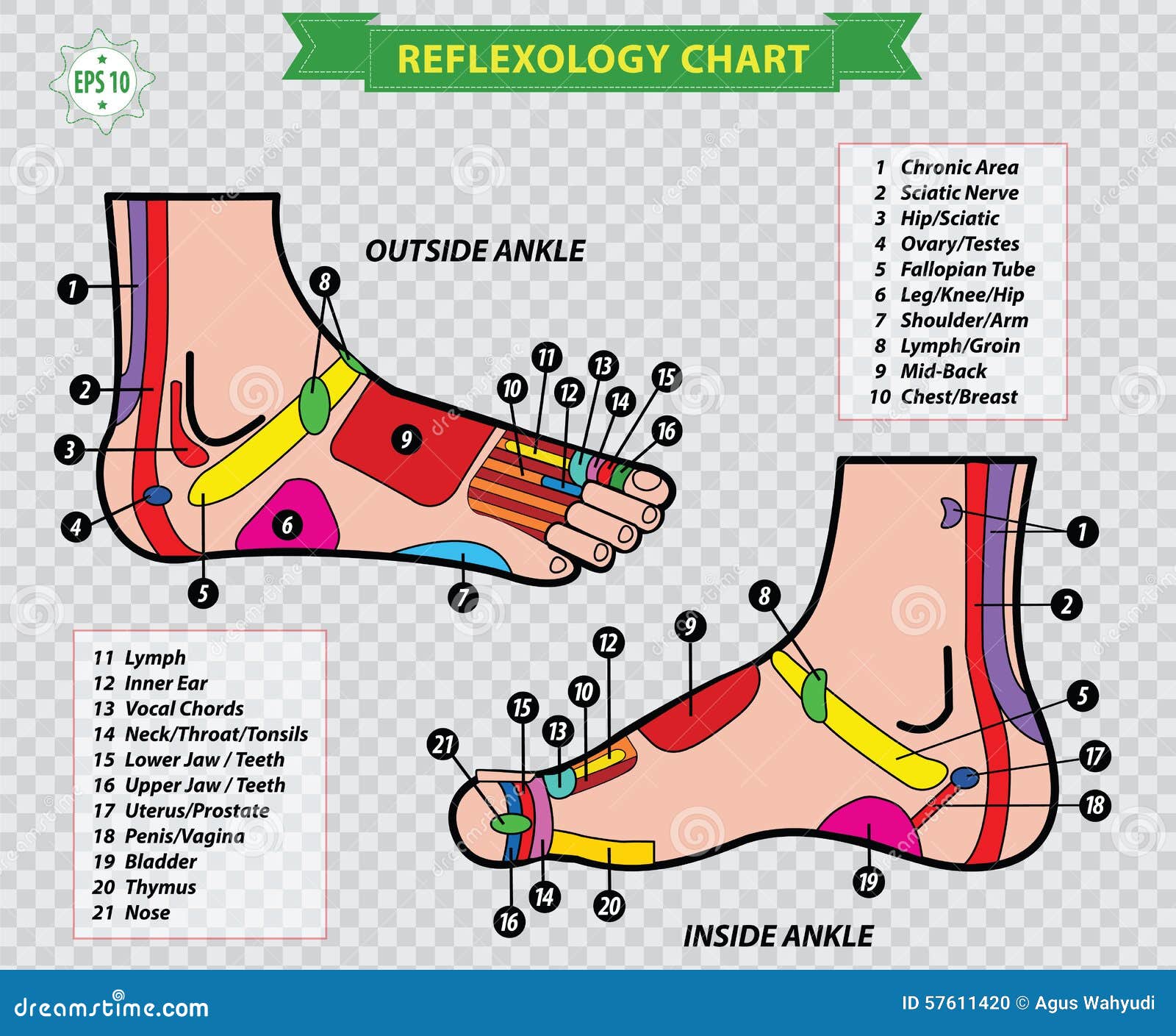 Foot Pressure Points Reflexology Chart