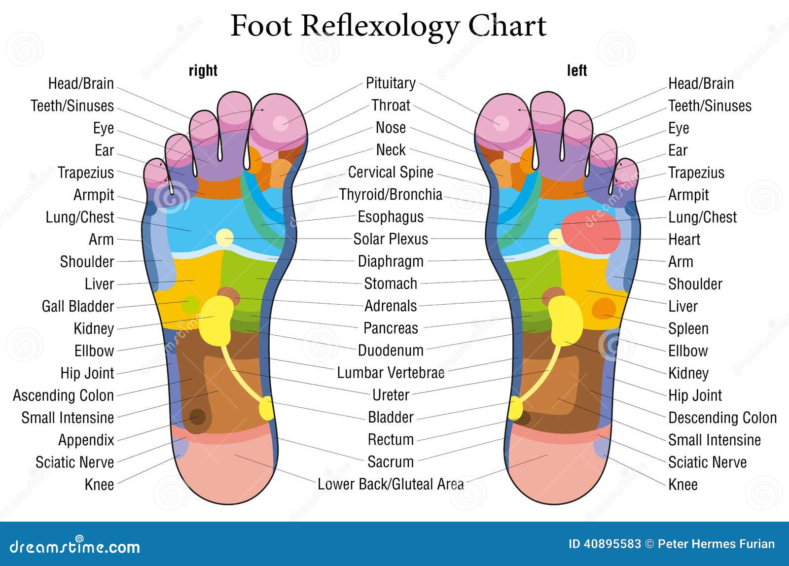 foot reflexology chart description