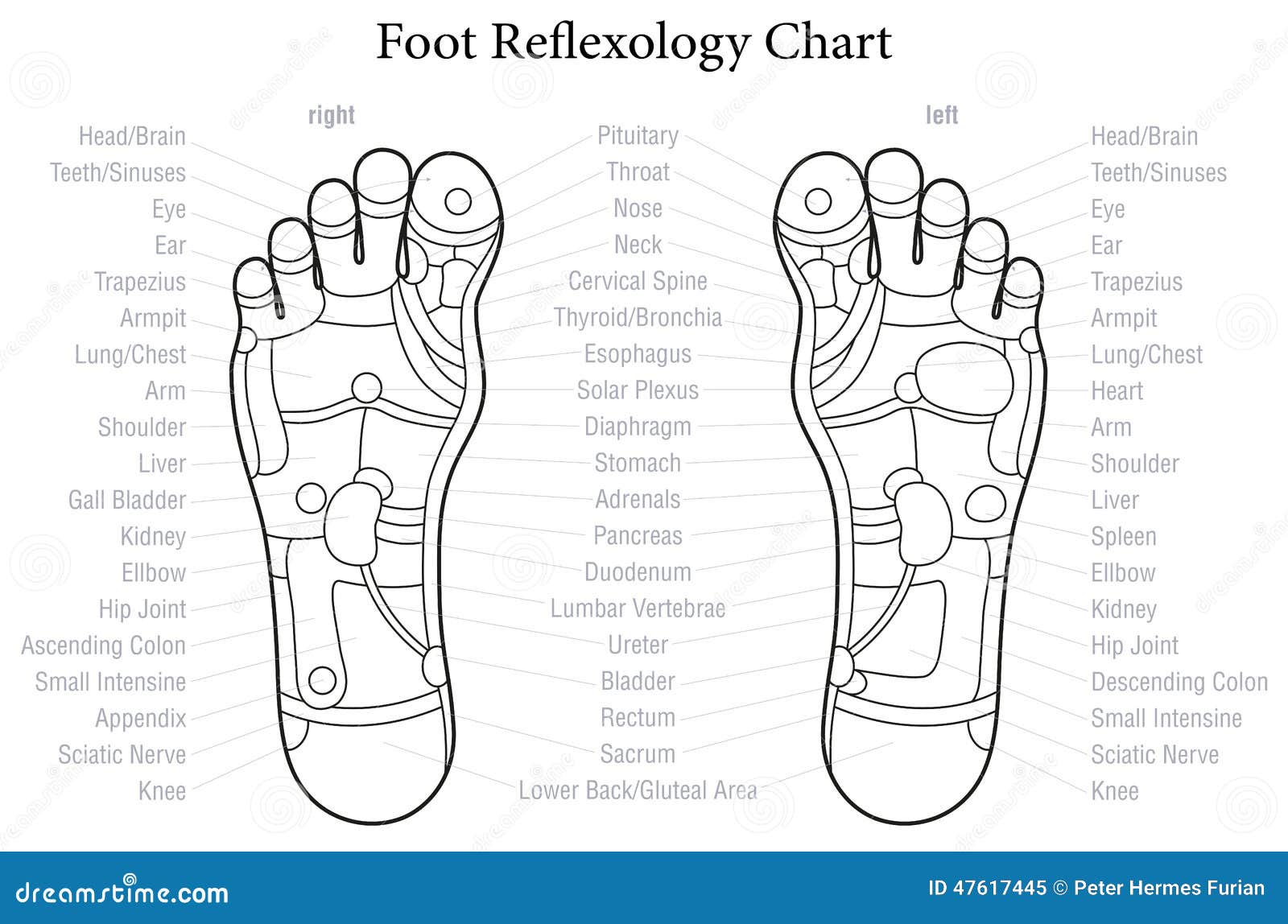 Reflexology Chart Thyroid