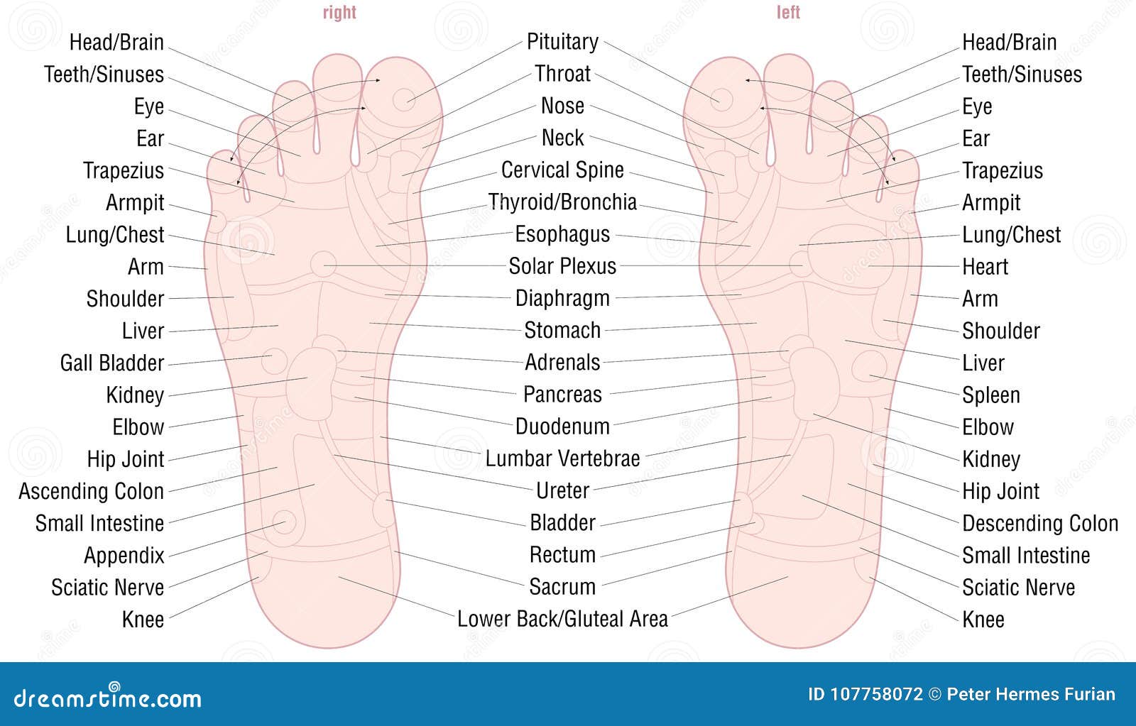foot reflexology zone massage areas names
