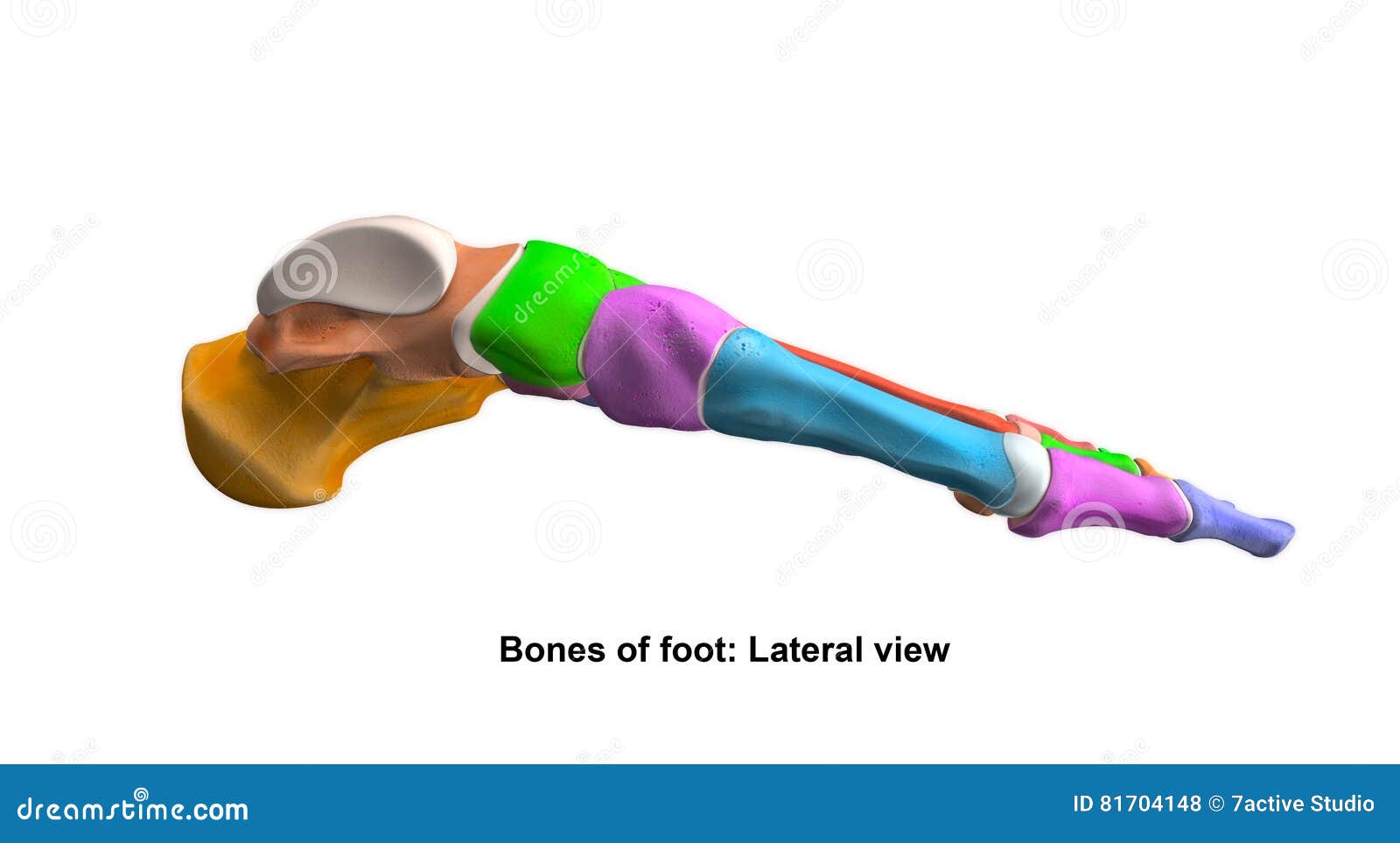 foot side view