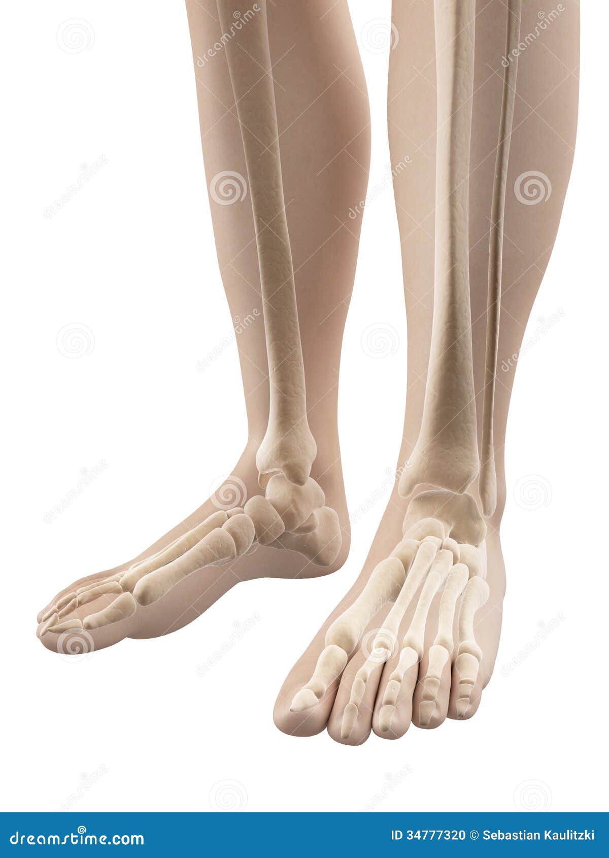 Foot - skeletal anatomy stock illustration. Illustration of medical