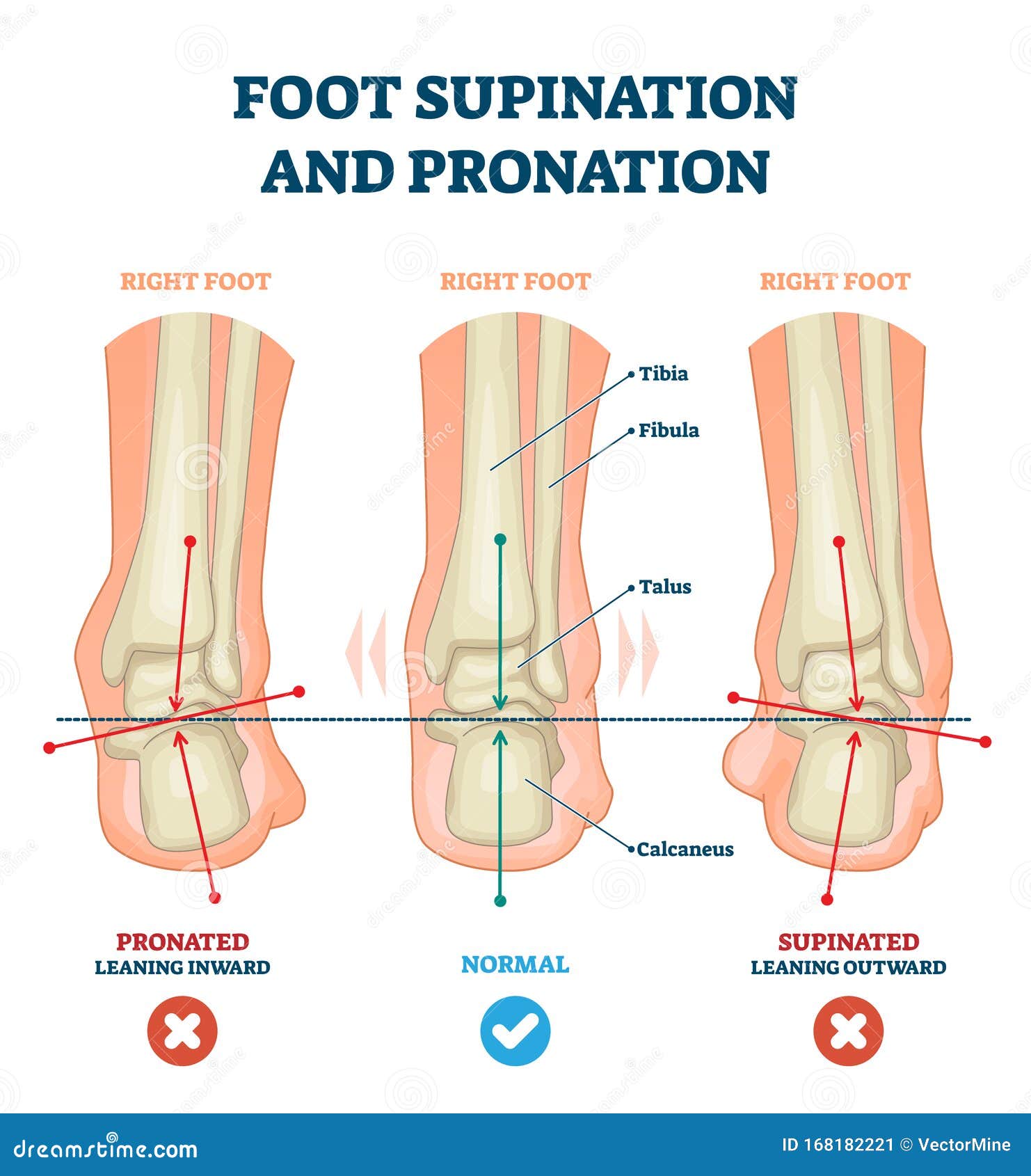 supinator and pronator muscles