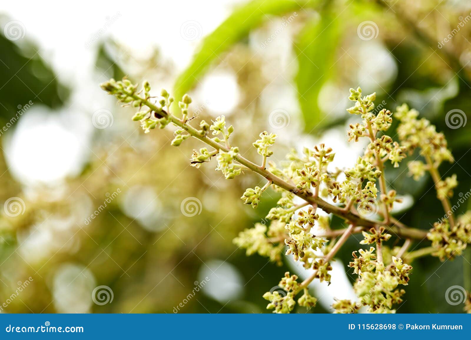 Footage of a Mango Tree in Full Bloom Stock Photo - Image of aromatic,  fresh: 115628698