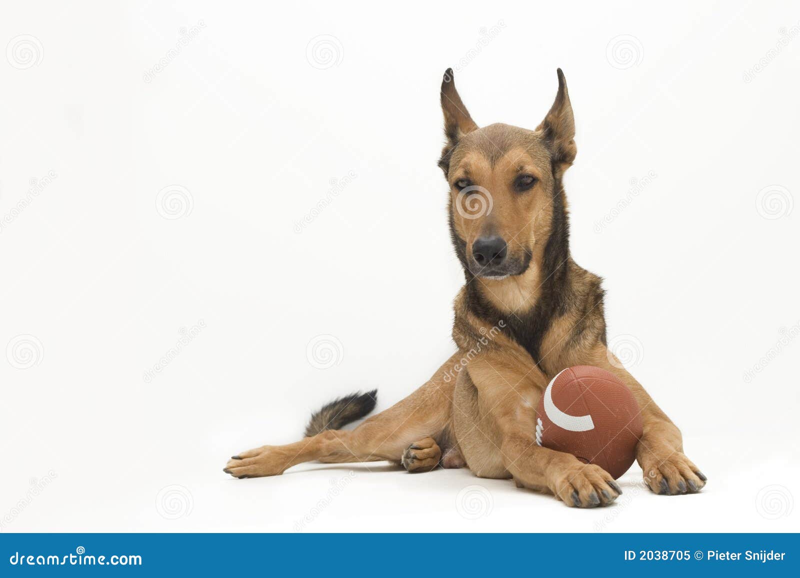 Football Dog stock image. Image of football, malinois 2038705