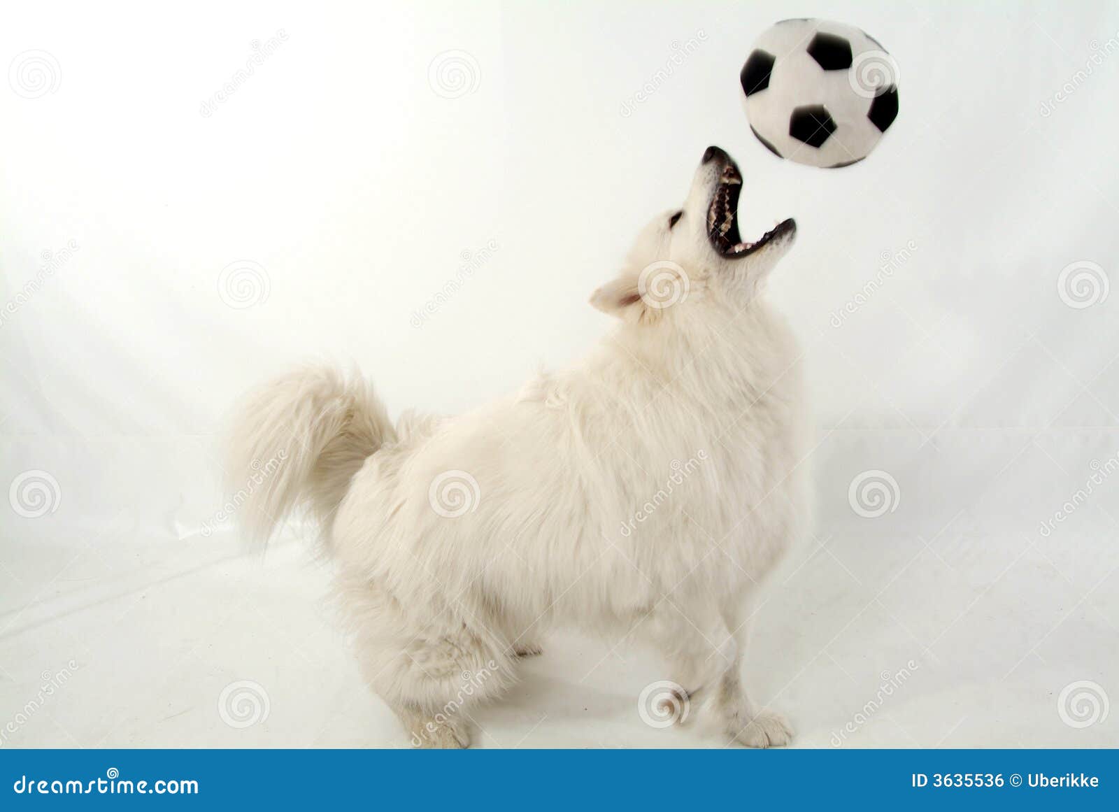 Football dog stock photo. Image of nice, studio, cute 3635536