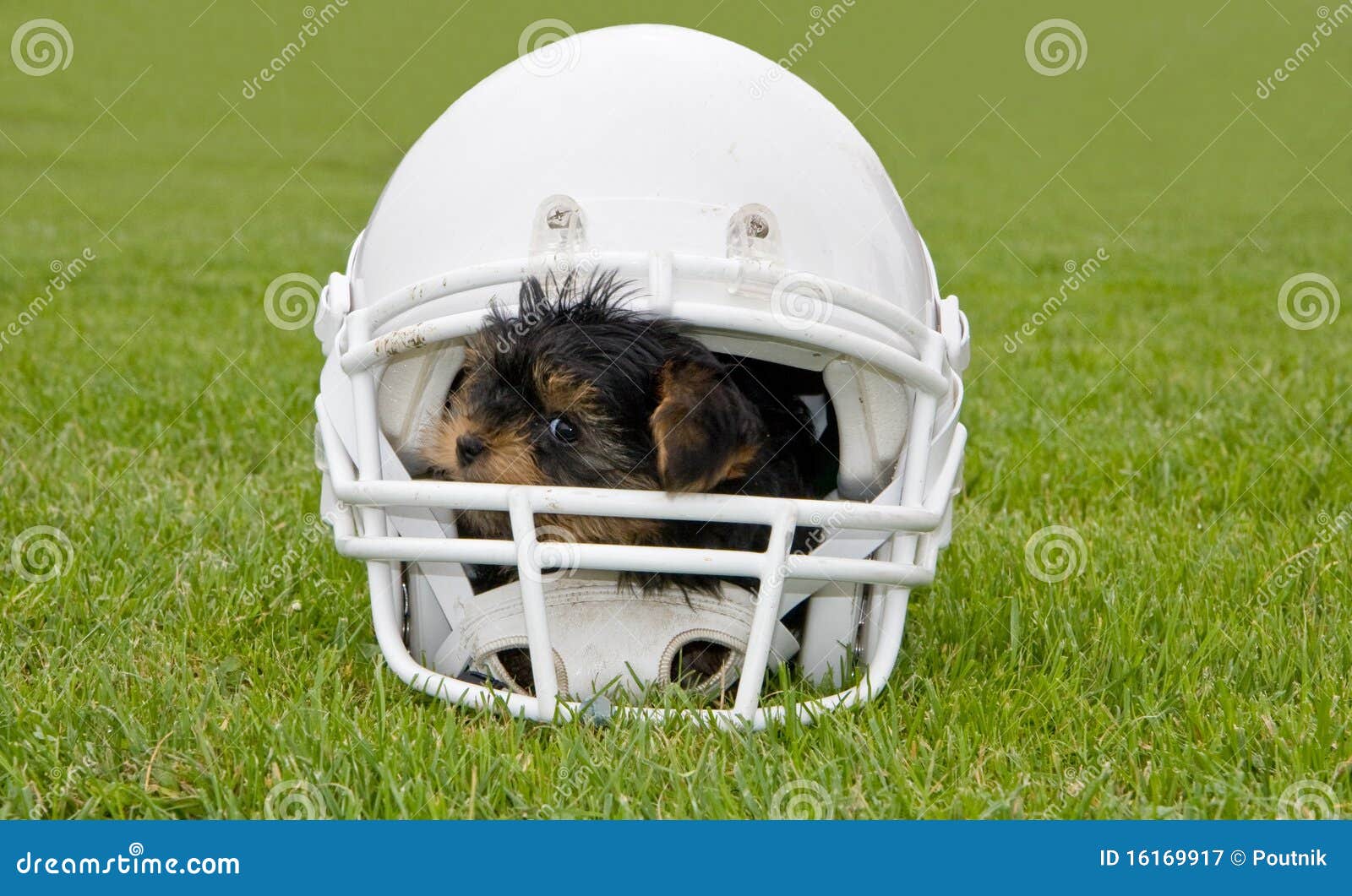 dog football helmet