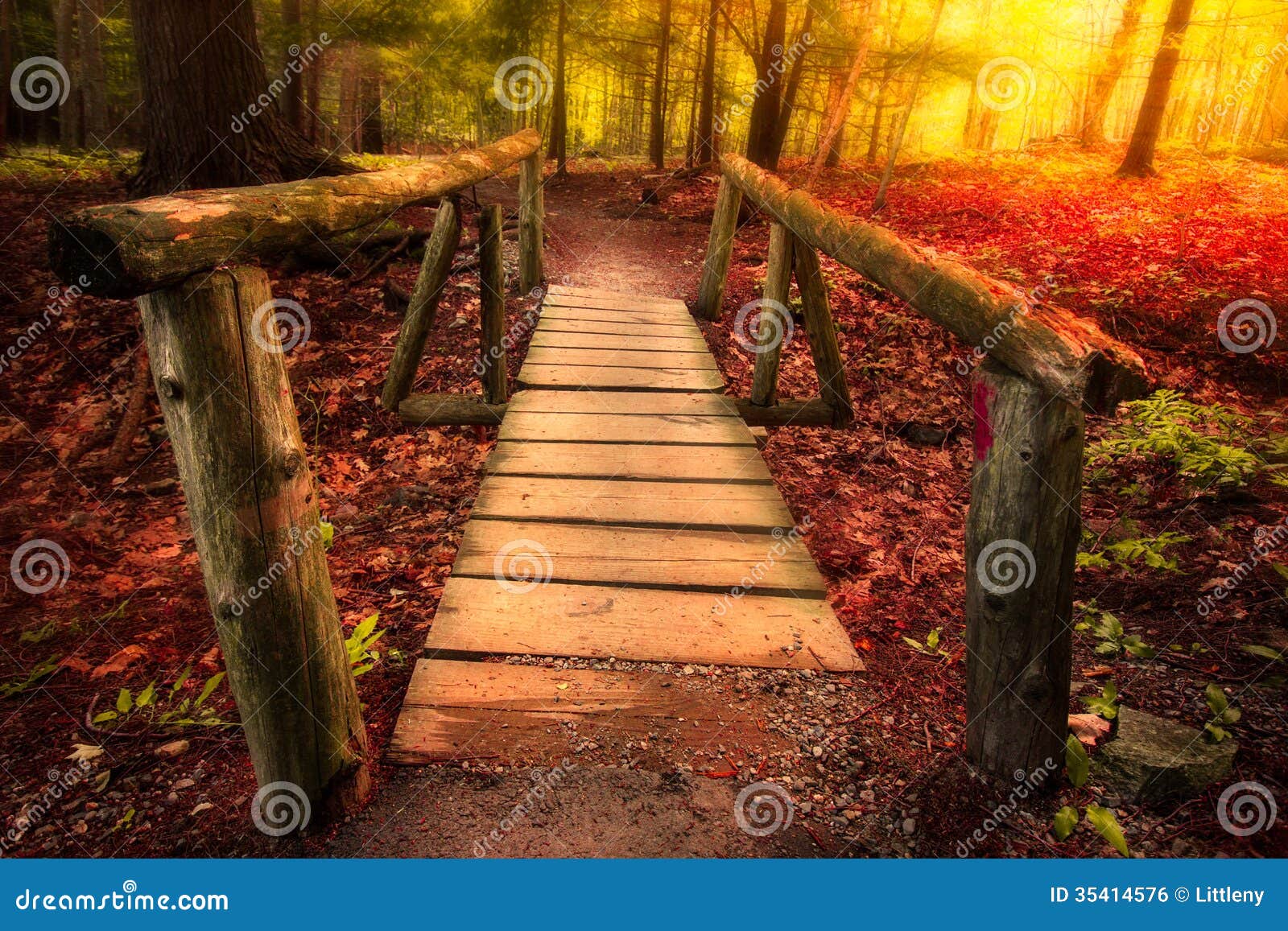 footbridge through forest