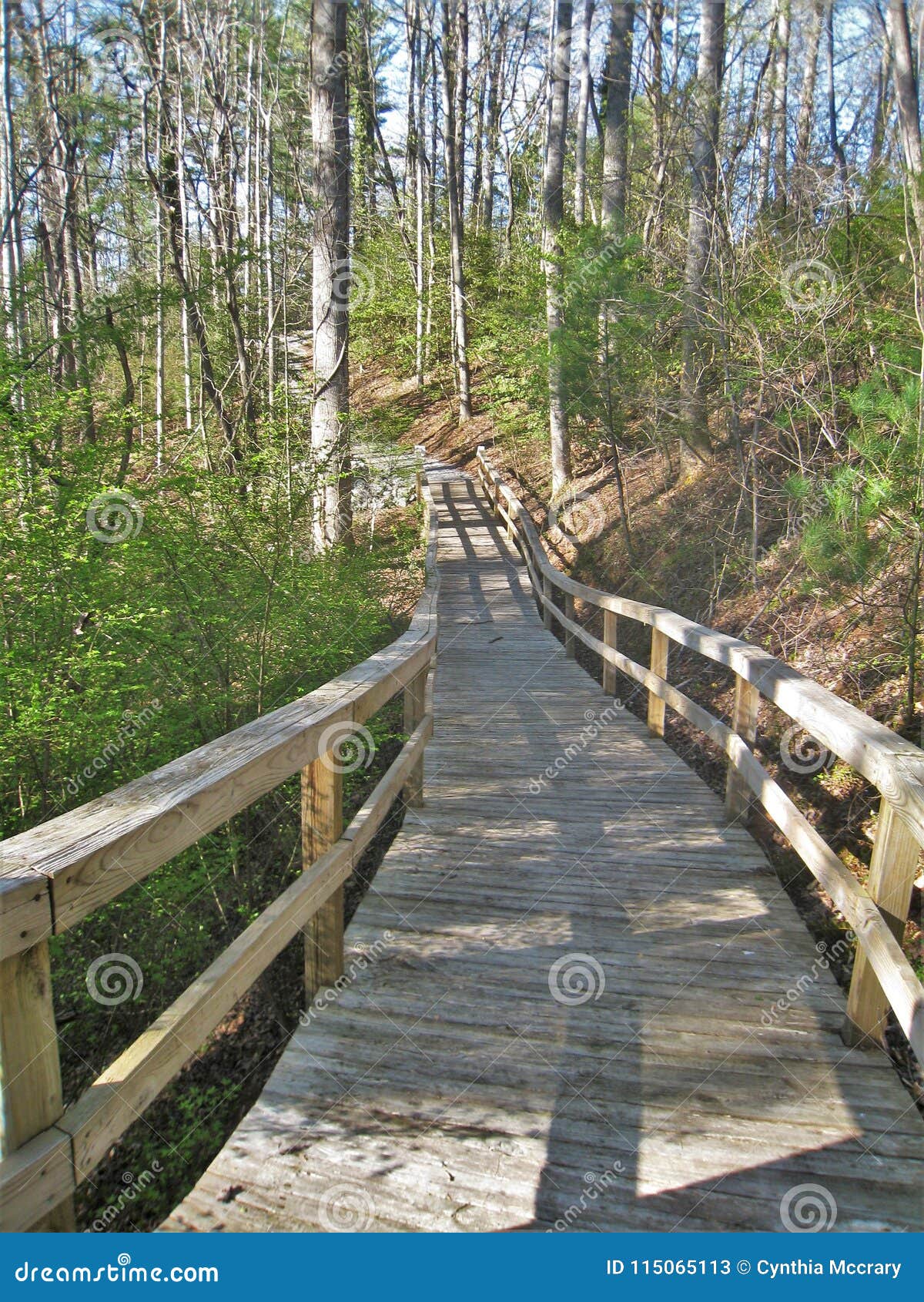 Footbridge at W. Kerr Scott Reservoir Stock Image Image of woods