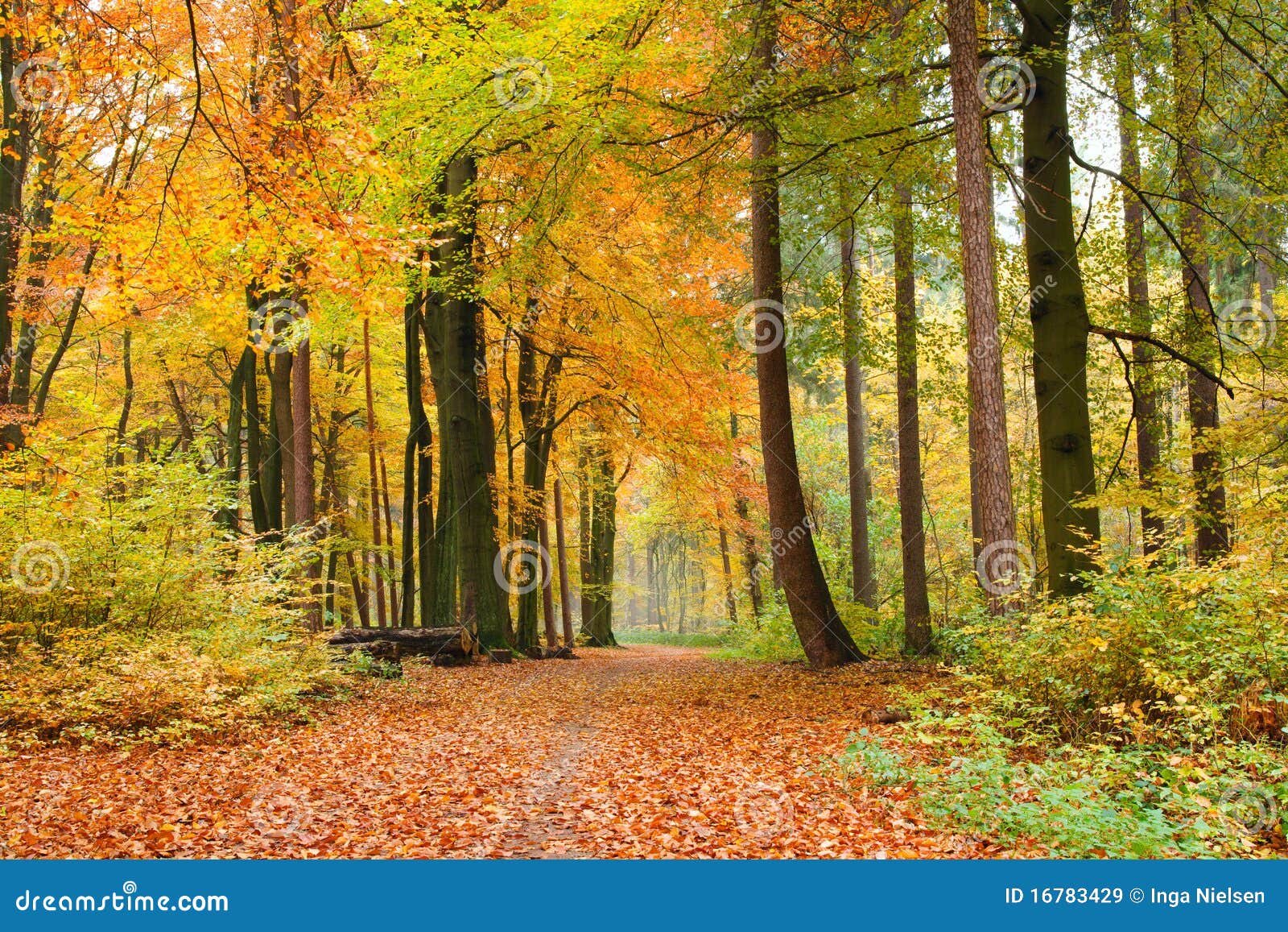 footpath in autumn forest