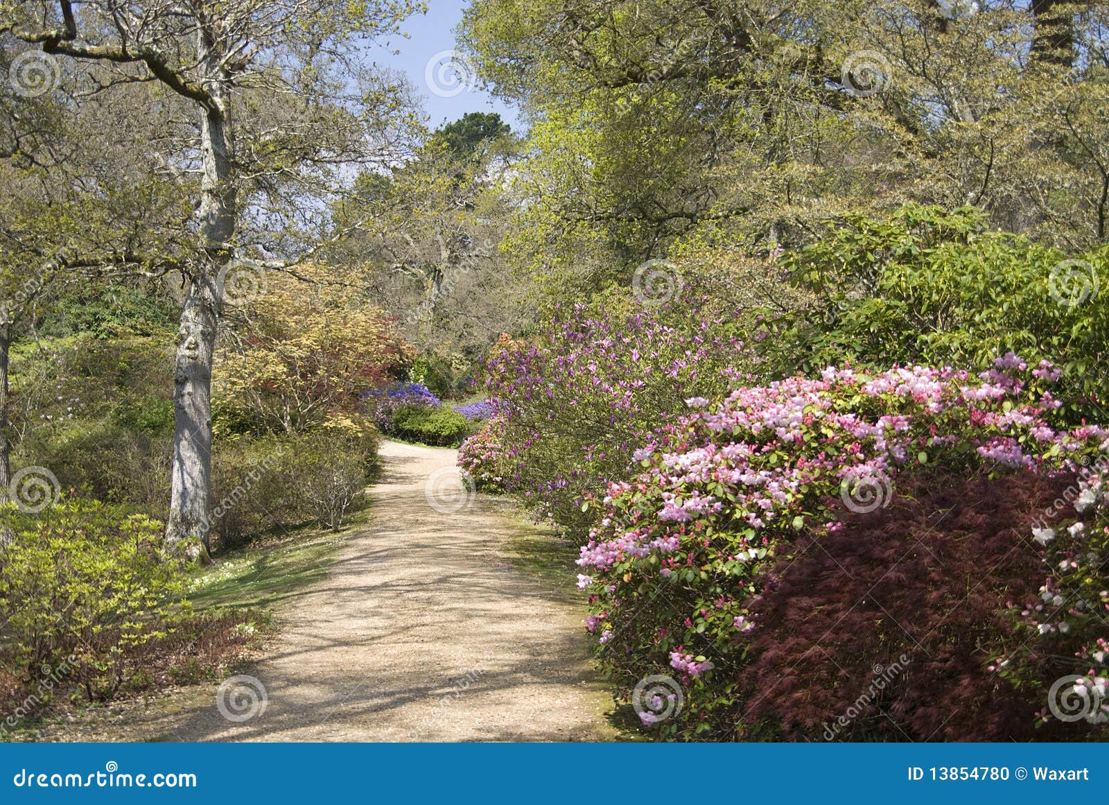 footpath through beautiful trees and shrubs in spr