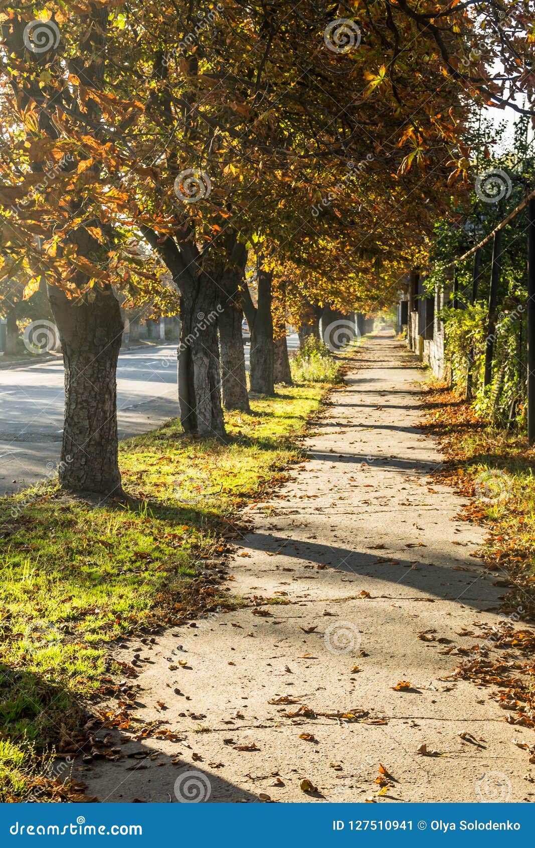 Footpath with Chestnut Trees Stock Image Image of peaceful, city