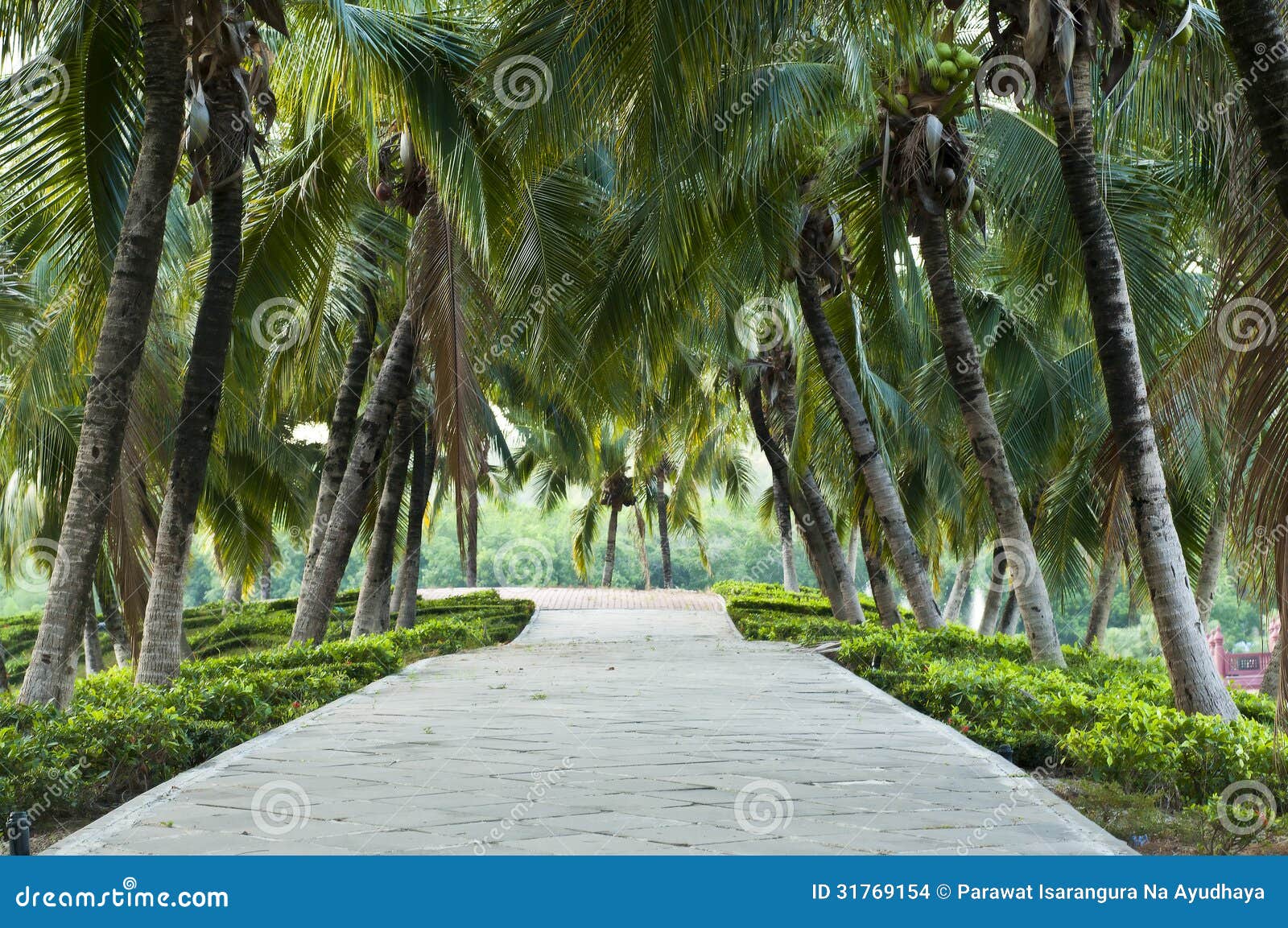 Footpath in Coconut Garden. Stock Photo Image of coconut, lawn 31769154