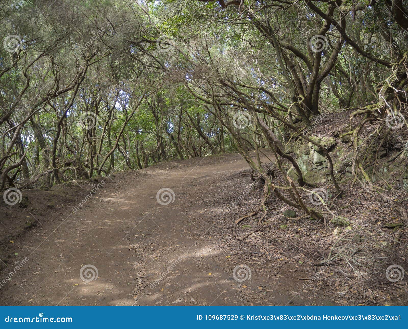 footpath curve on sendero de los sentidos path od the senses in