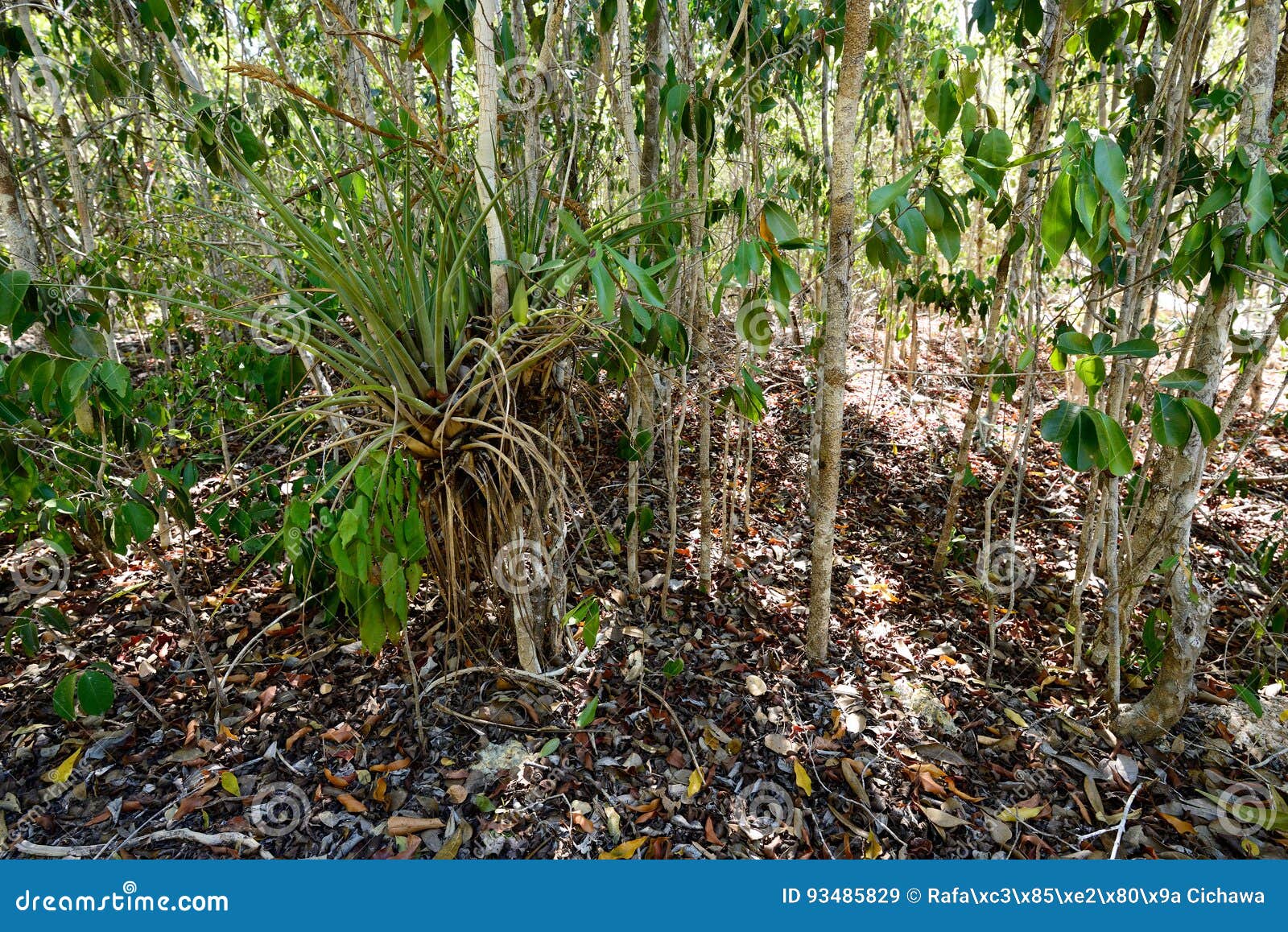 footpath in the desembarco del granma national park on cuba