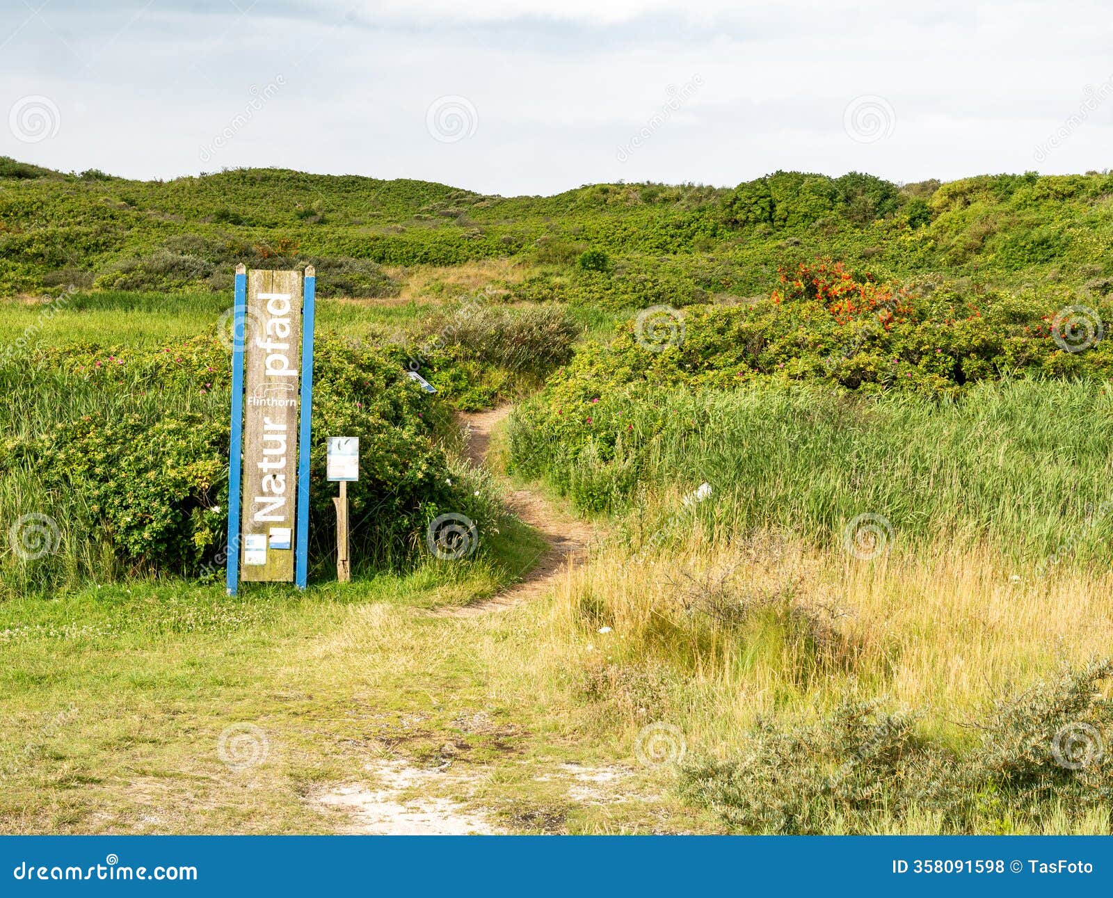 footpath nature trail to flinthorn platform through dunes on east frisian island langeoog, lower saxony, germany