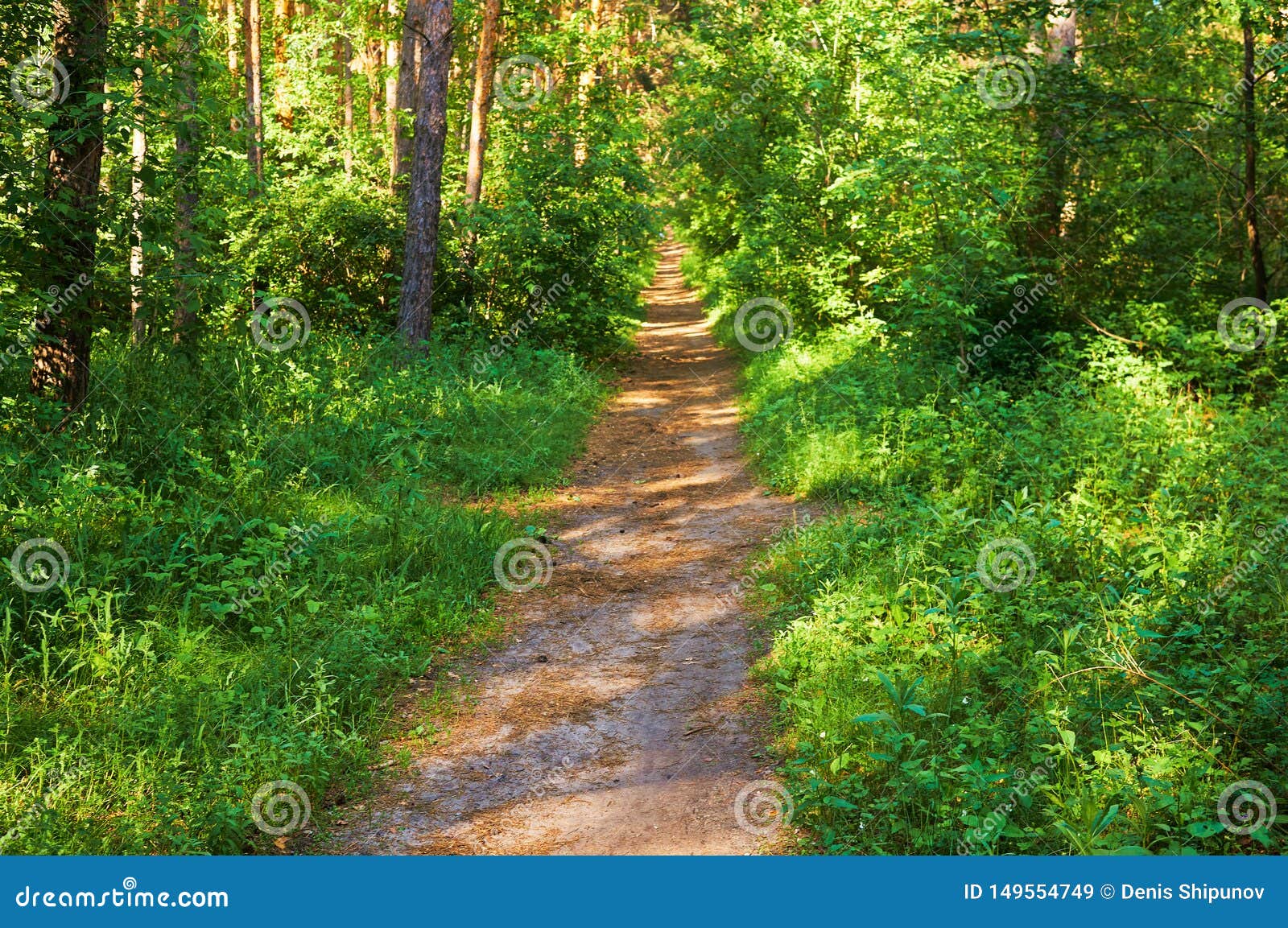 Footpath for People in the Green Forest. National Park Stock Image