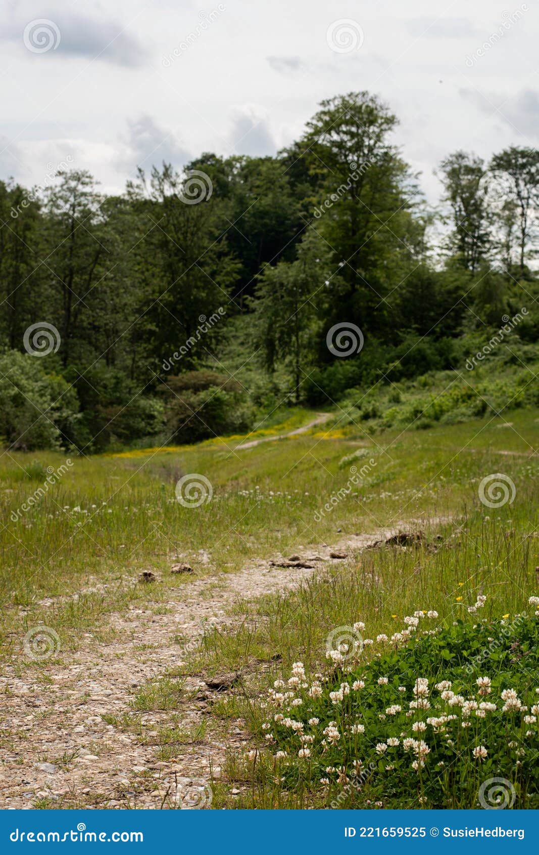 Meadow in Danish Nature on Day Stock Image - of denmark, tourism: 221659525
