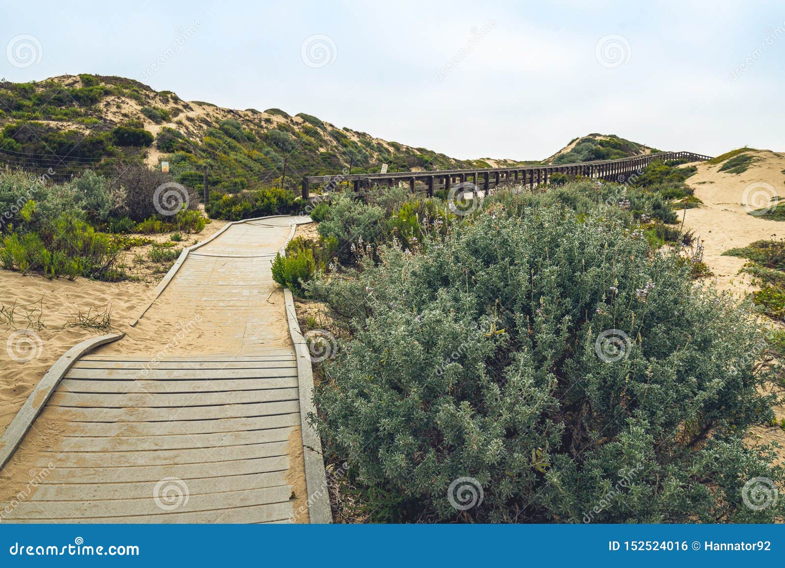 footpath through sand dunes between oso flaco lake and ocean. guadalupe-nipomo dunes national wildlife refuge, califonia