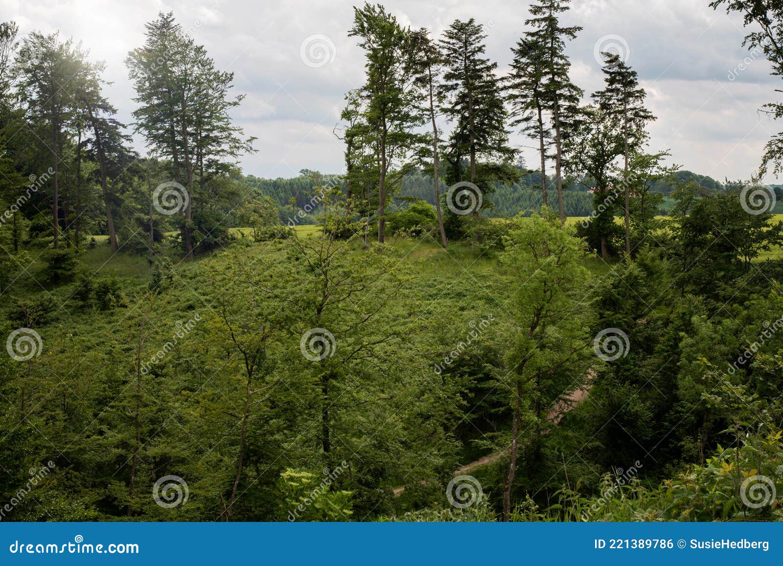 Footpath through Valley and Lush Green Nature Reserve in Denmark on a Day Stock Photo - Image of europe, scene: 221389786