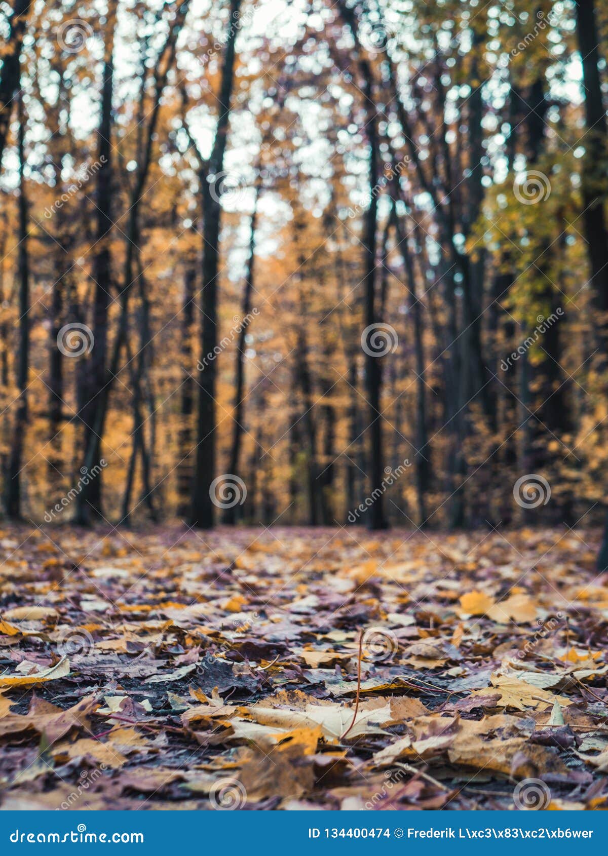 Footpath w drewnach z kolorowymi jesień liśćmi, niski kąt