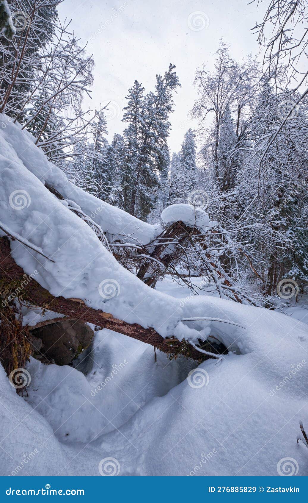 footpath in winter taiga forest under heavy snow along tevenek river on the bank of teletskoe lake. altai