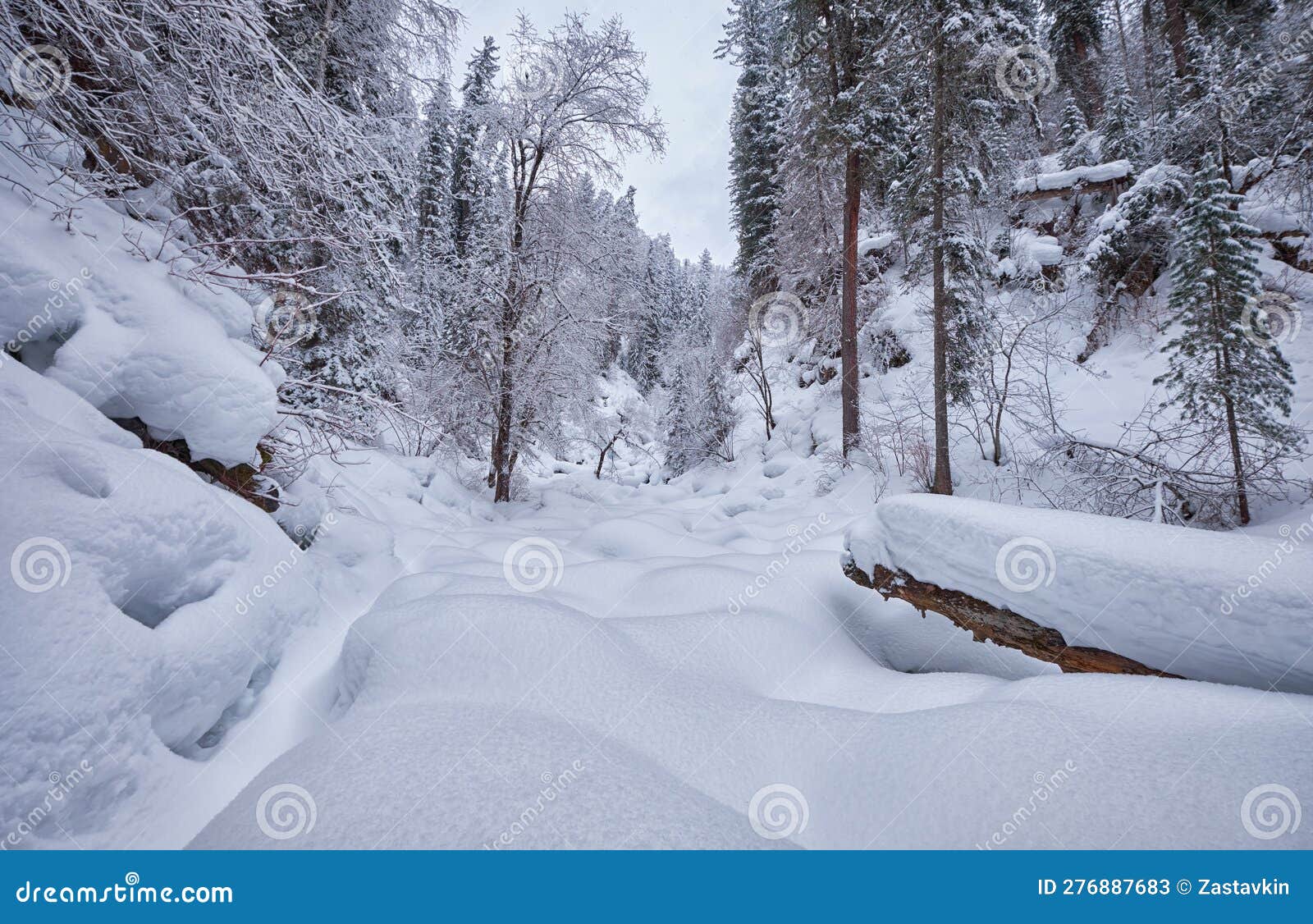 footpath in winter taiga forest under heavy snow along tevenek river on the bank of teletskoe lake. altai