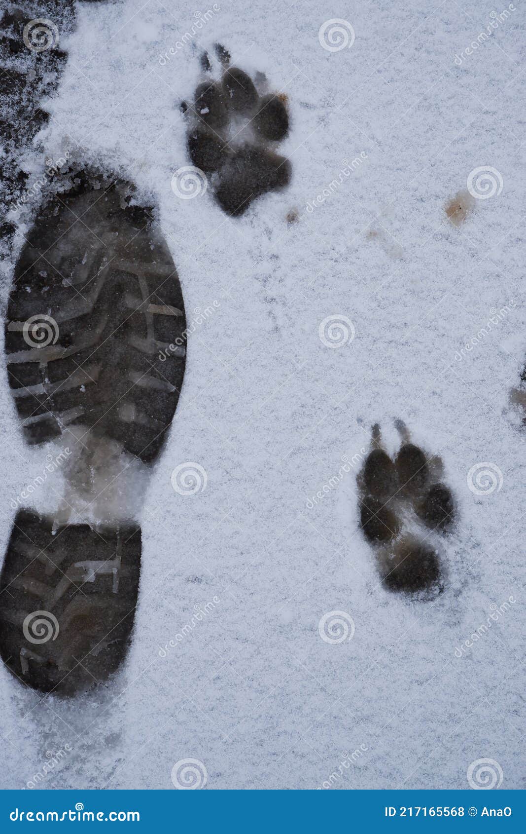 Footprint of a Male Boot and Paw of an Adult German Shepherd on Fresh ...