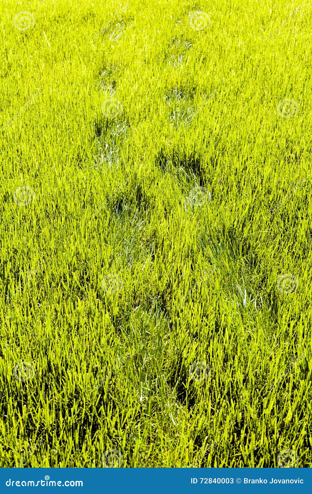 Footprints in grass stock image. Image of shoe, print 72840003