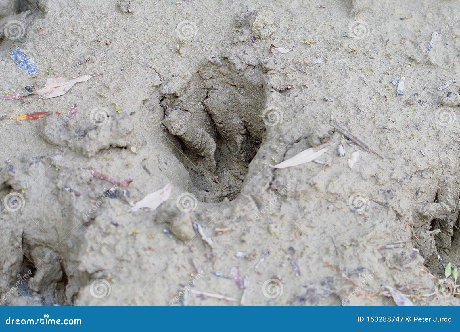 Footprints in the Mud - Animals Stock Image - Image of danube, cement