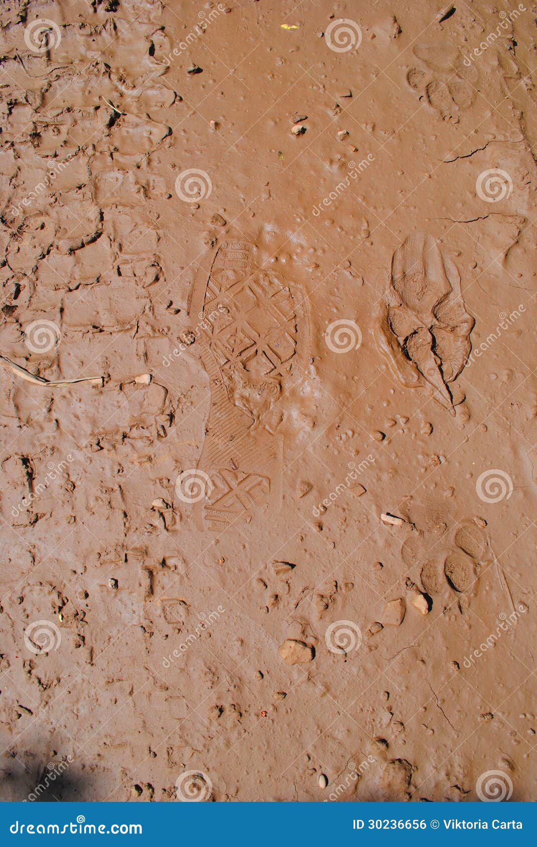 Footprints in the mud stock photo. Image of shoes, sardinia - 30236656