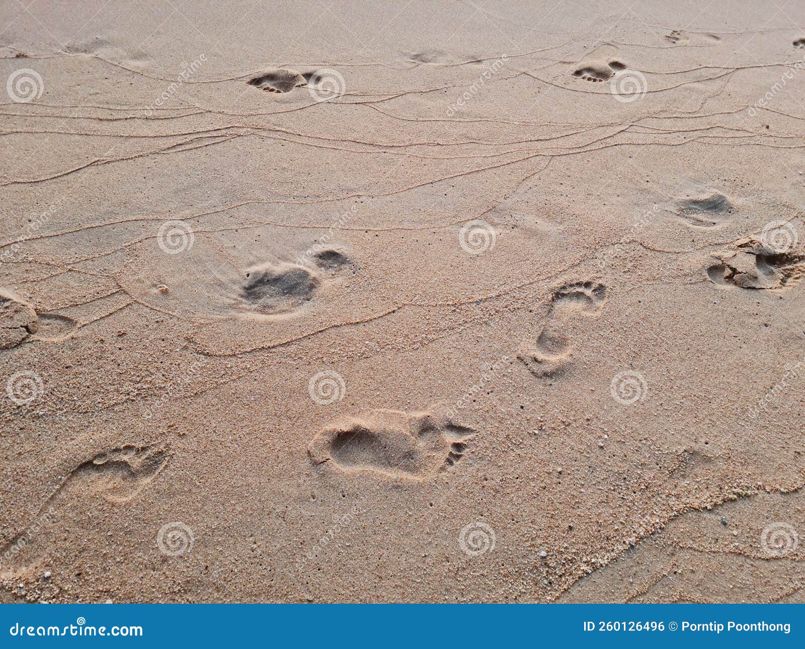 Footprints on the Sandy Beach. Footsteps of People Walking by the Sea ...