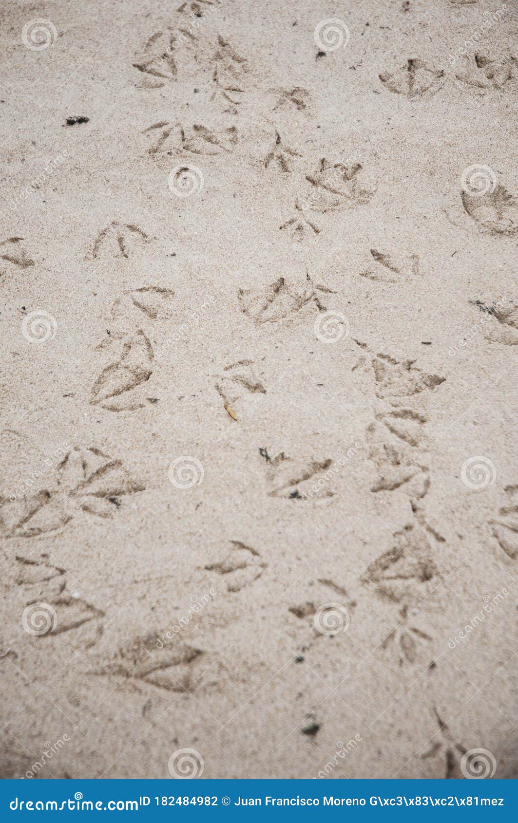 Footprints of Seagulls on the Sand of the Beach with Cloudy Daylight ...