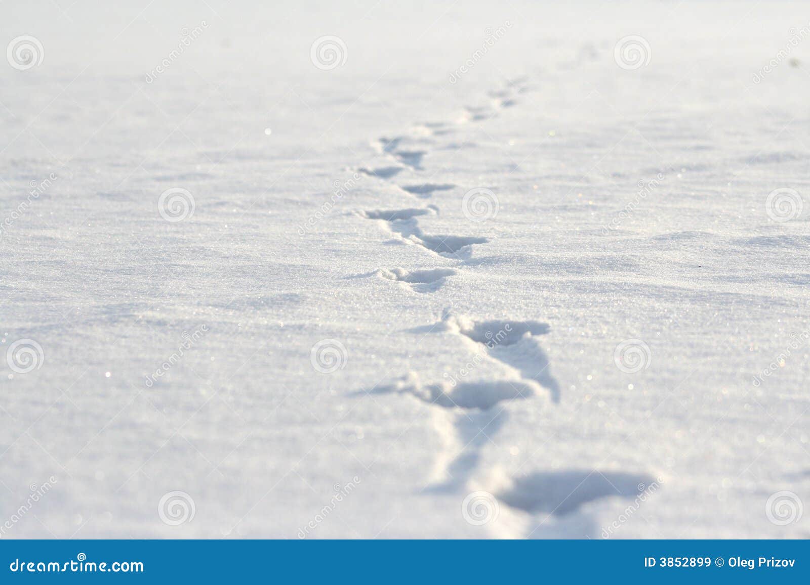 Footprints In The Snow. Winter Snow Background RoyaltyFree Stock
