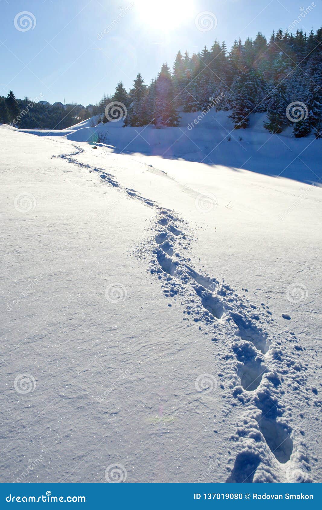 Footprints in the snow stock photo. Image of cool, horizontal 137019080