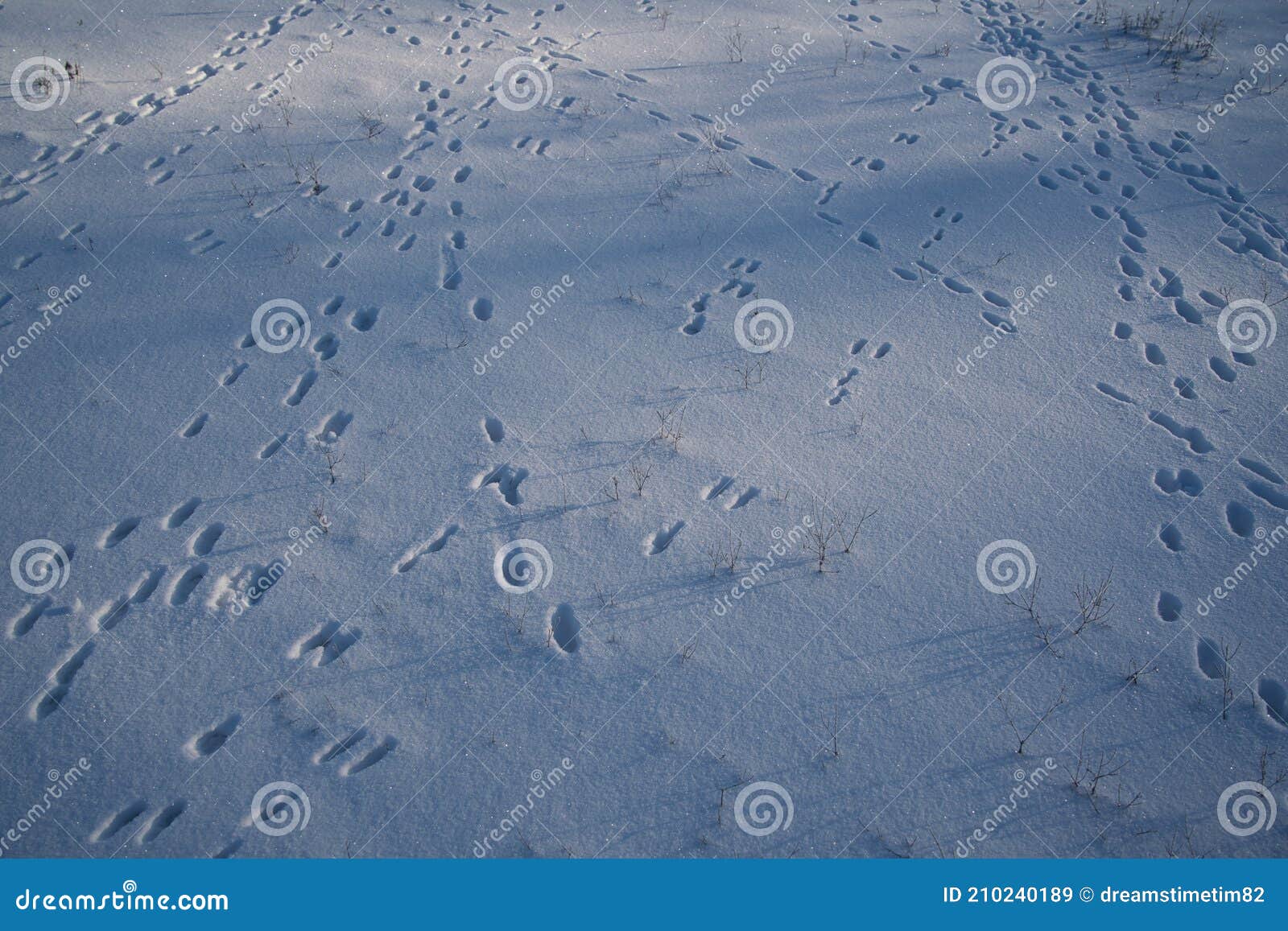 Footprints in the Snow. Traces of a Hare in the Snow. Stock Image