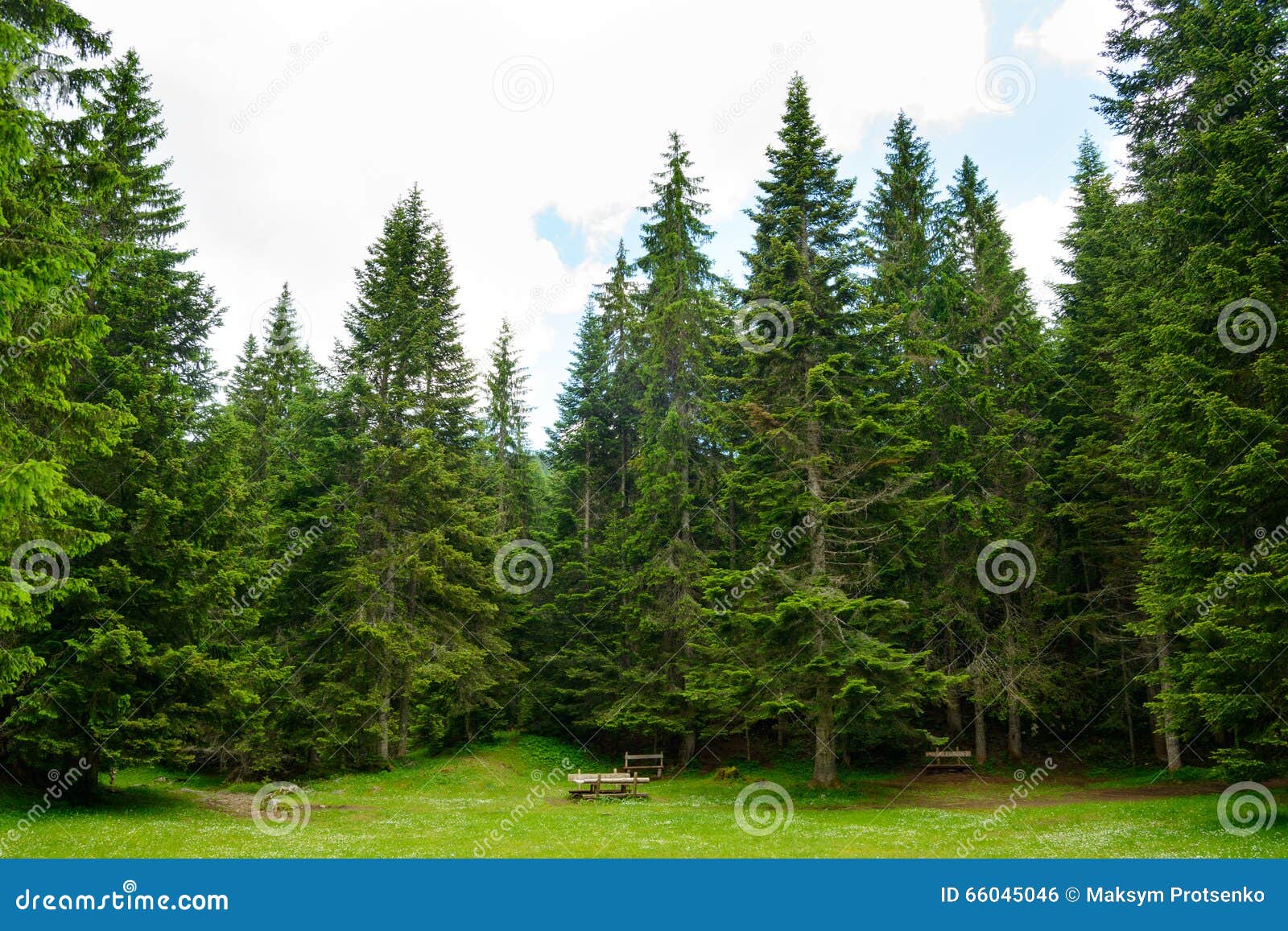 Foret D Arbre De Sapin En Parc National Durmitor De Montenegro Photo Stock Image Du Fond Saison Foret D Arbre De Sapin En Parc National Durmitor De Montenegro Photo Stock Image Du Fond Saison